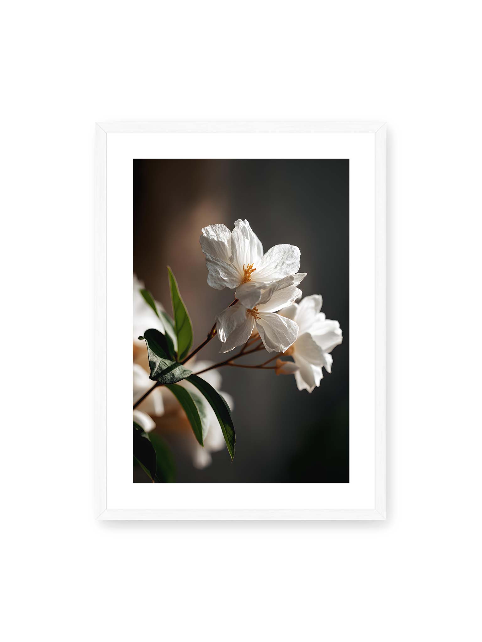 50x70 cm, weißer Galerie-Rand, weißer Rahmen – Zwei weiße Blüten am Zweig mit grünen Blättern im warmen Seitenlicht vor dunklem, unscharfem Hintergrund.