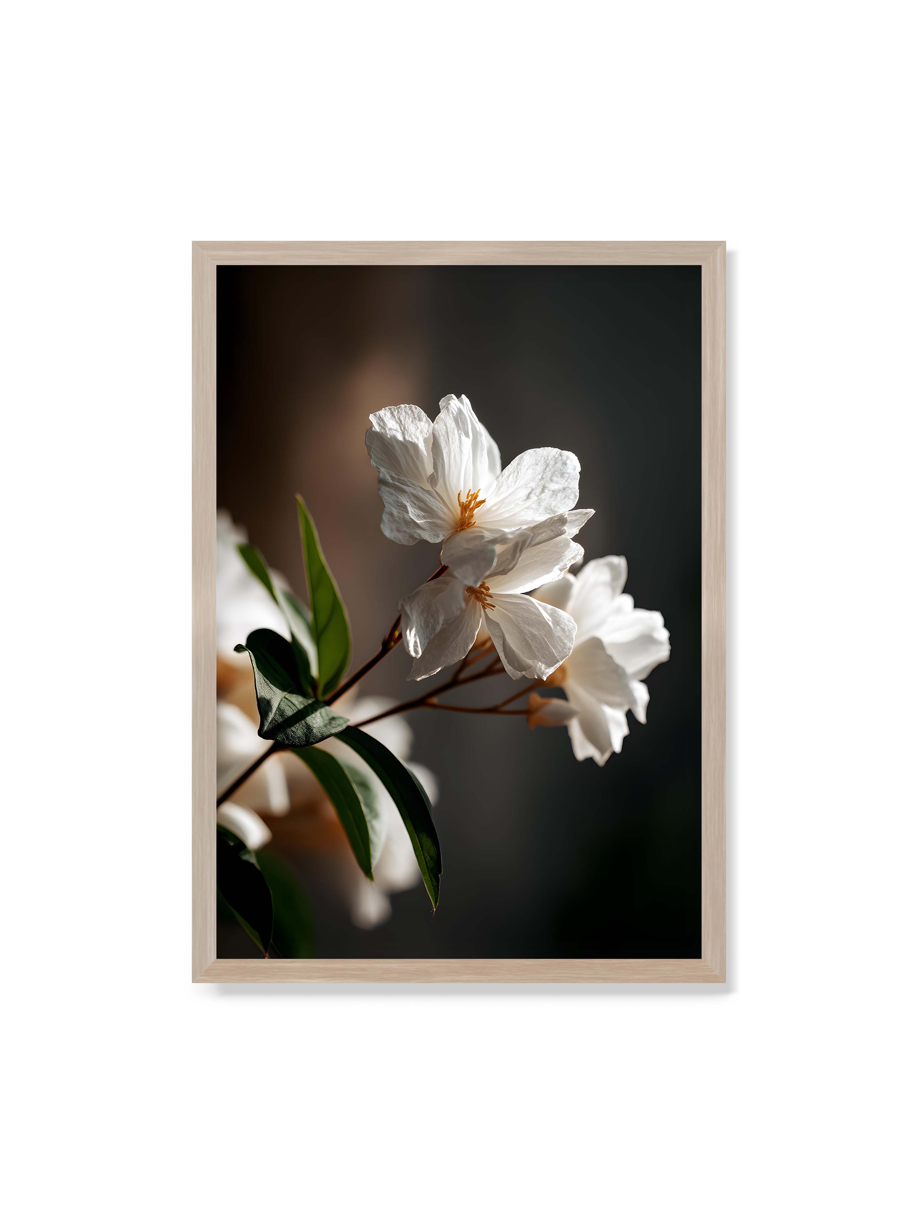 70x100 cm ohne Galerie-Rand im Eichenrahmen – Zwei weiße Blüten am Zweig mit grünen Blättern im warmen Seitenlicht vor dunklem, unscharfem Hintergrund.