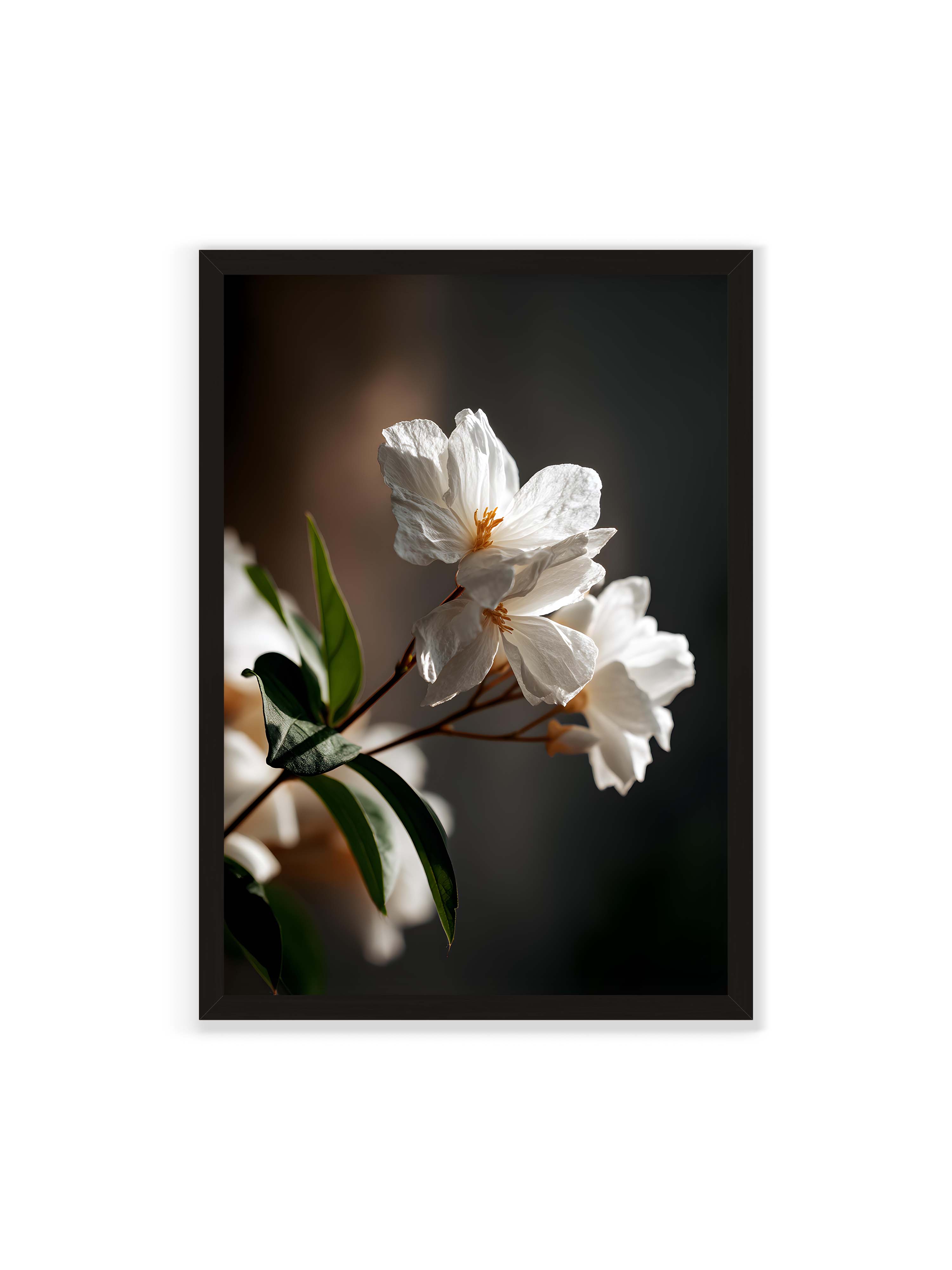 70x100 cm ohne Galerie-Rand mit schwarzem Rahmen – Zwei weiße Blüten am Zweig mit grünen Blättern im warmen Seitenlicht vor dunklem, unscharfem Hintergrund.