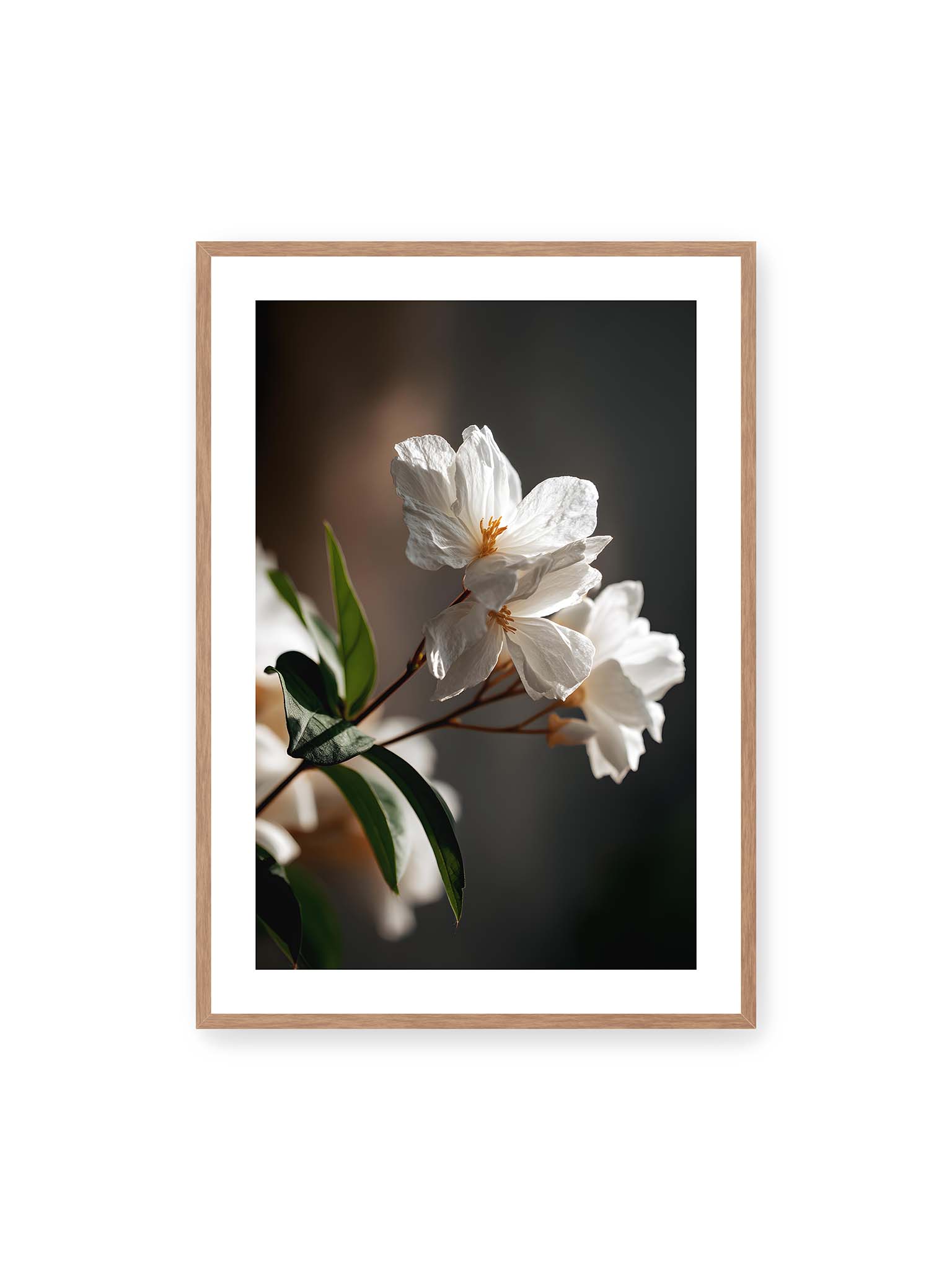 70x100 cm, weißer Galerie-Rand, Eichenrahmen – Zwei weiße Blüten am Zweig mit grünen Blättern im warmen Seitenlicht vor dunklem, unscharfem Hintergrund.