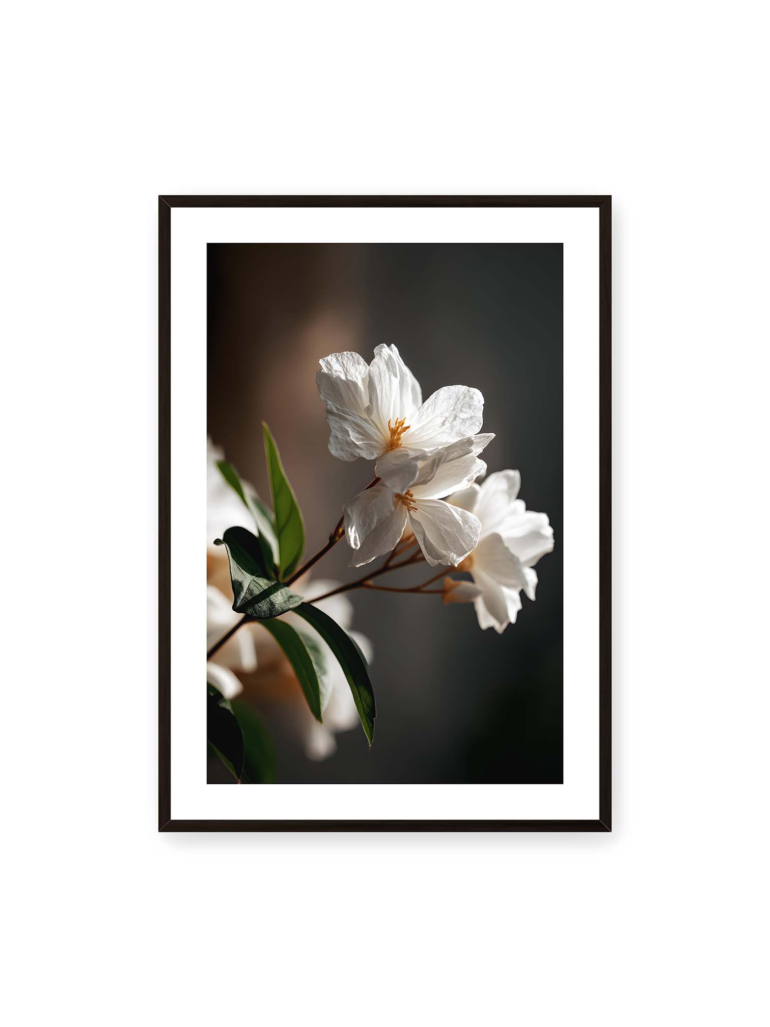 70x100 cm, weißer Galerie-Rand, schwarzer Rahmen – Zwei weiße Blüten am Zweig mit grünen Blättern im warmen Seitenlicht vor dunklem, unscharfem Hintergrund.