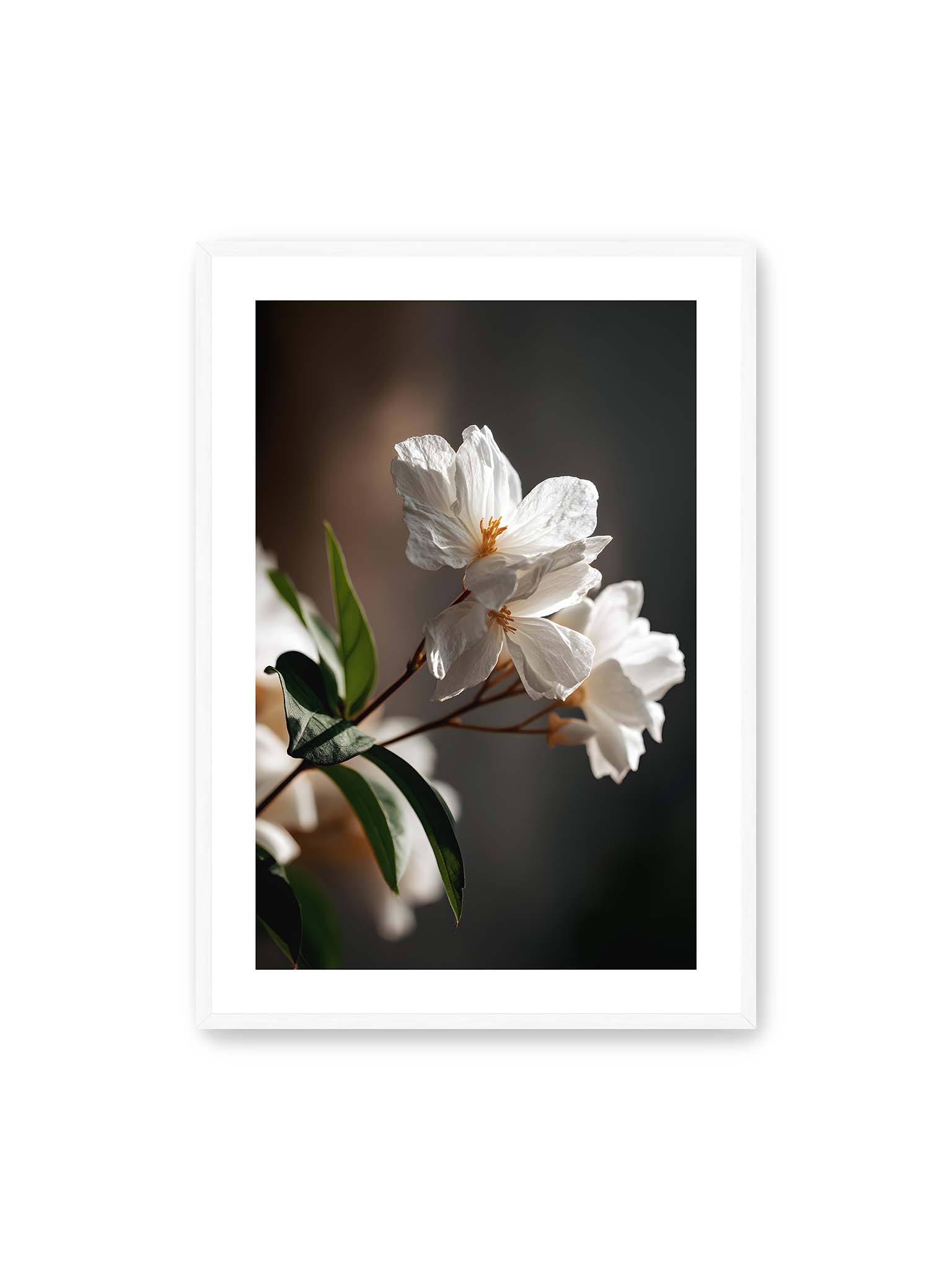 70x100 cm, weißer Galerie-Rand, weißer Rahmen – Zwei weiße Blüten am Zweig mit grünen Blättern im warmen Seitenlicht vor dunklem, unscharfem Hintergrund.