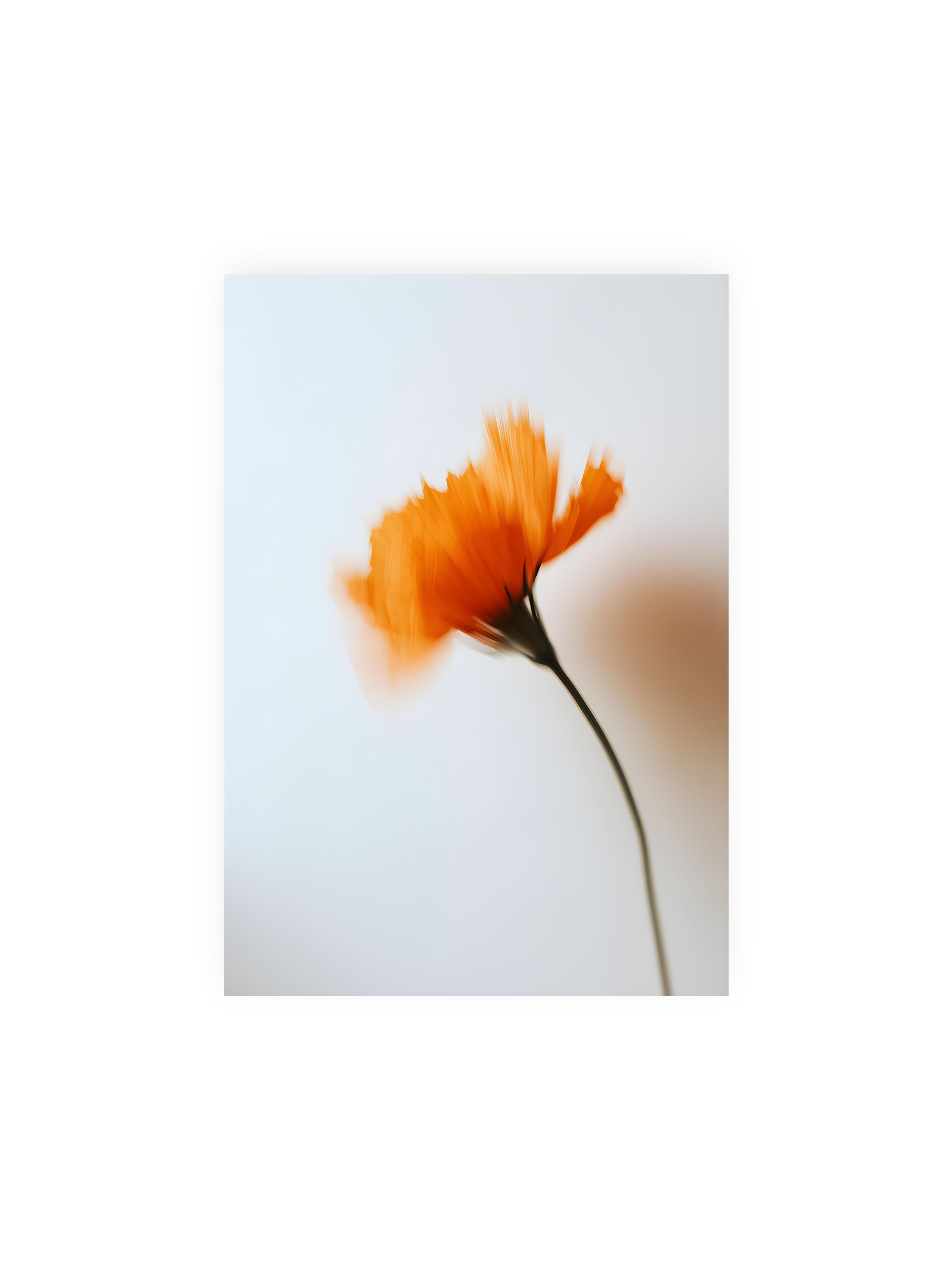 21x30 cm ohne Galerie-Rand ohne Rahmen – Orange Blüte mit starker Bewegungsunschärfe vor hellem Hintergrund, dunkler schlanker Stiel.