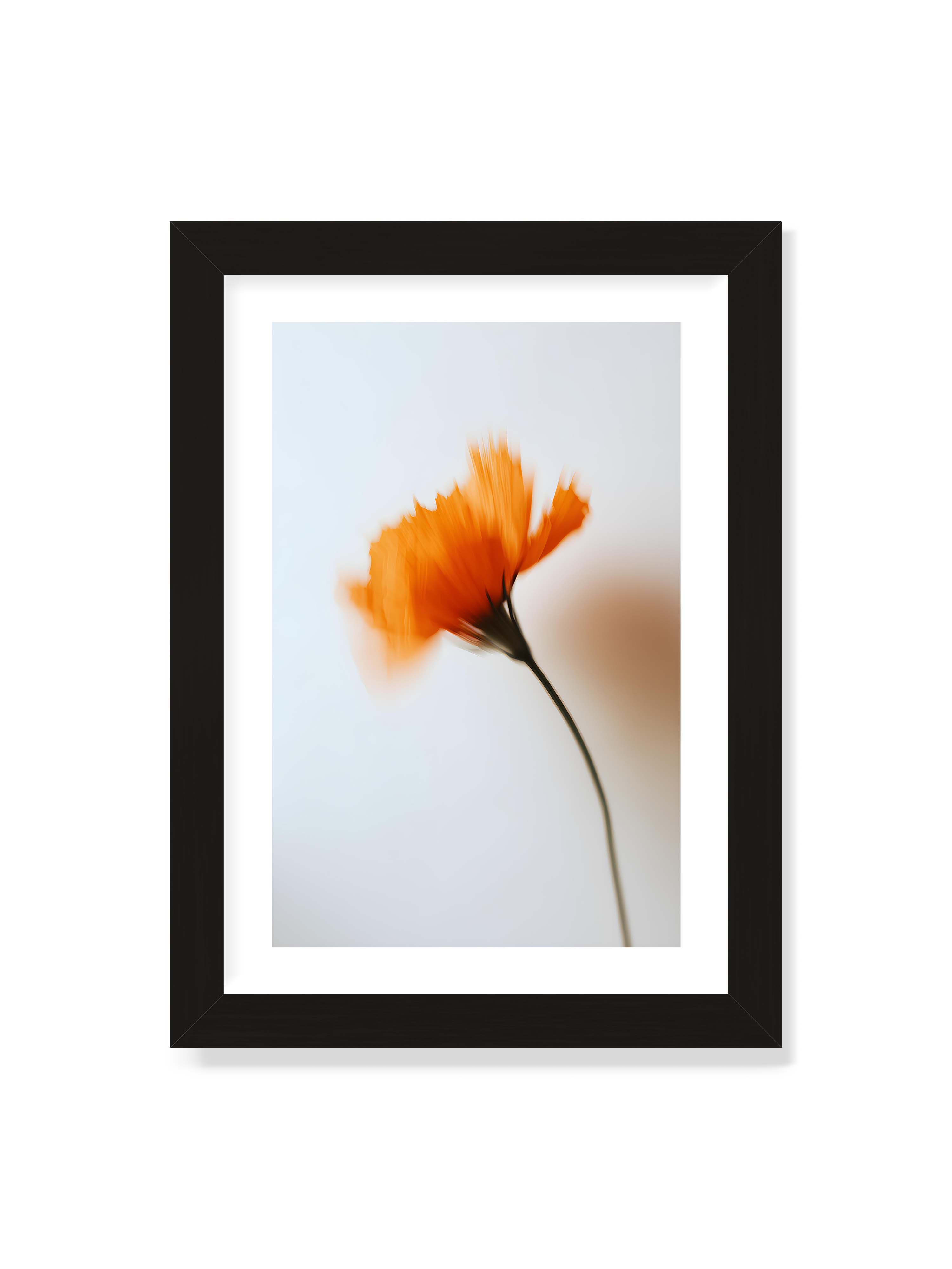21x30 cm mit weißem Galerie-Rand mit schwarzem Rahmen – Orange Blüte mit starker Bewegungsunschärfe vor hellem Hintergrund, dunkler schlanker Stiel.