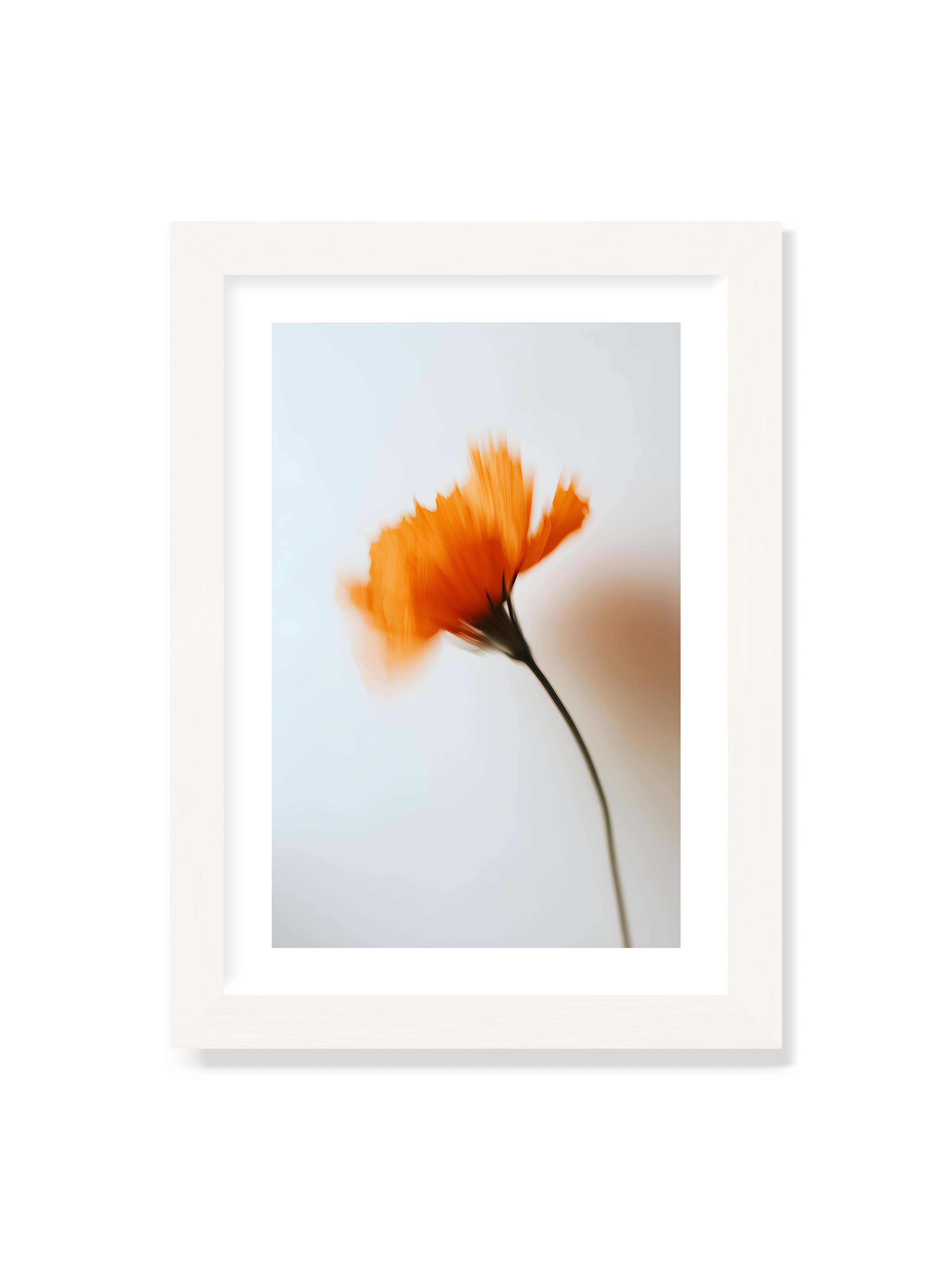 21x30 cm mit weißem Galerie-Rand mit weißem Rahmen – Orange Blüte mit starker Bewegungsunschärfe vor hellem Hintergrund, dunkler schlanker Stiel.