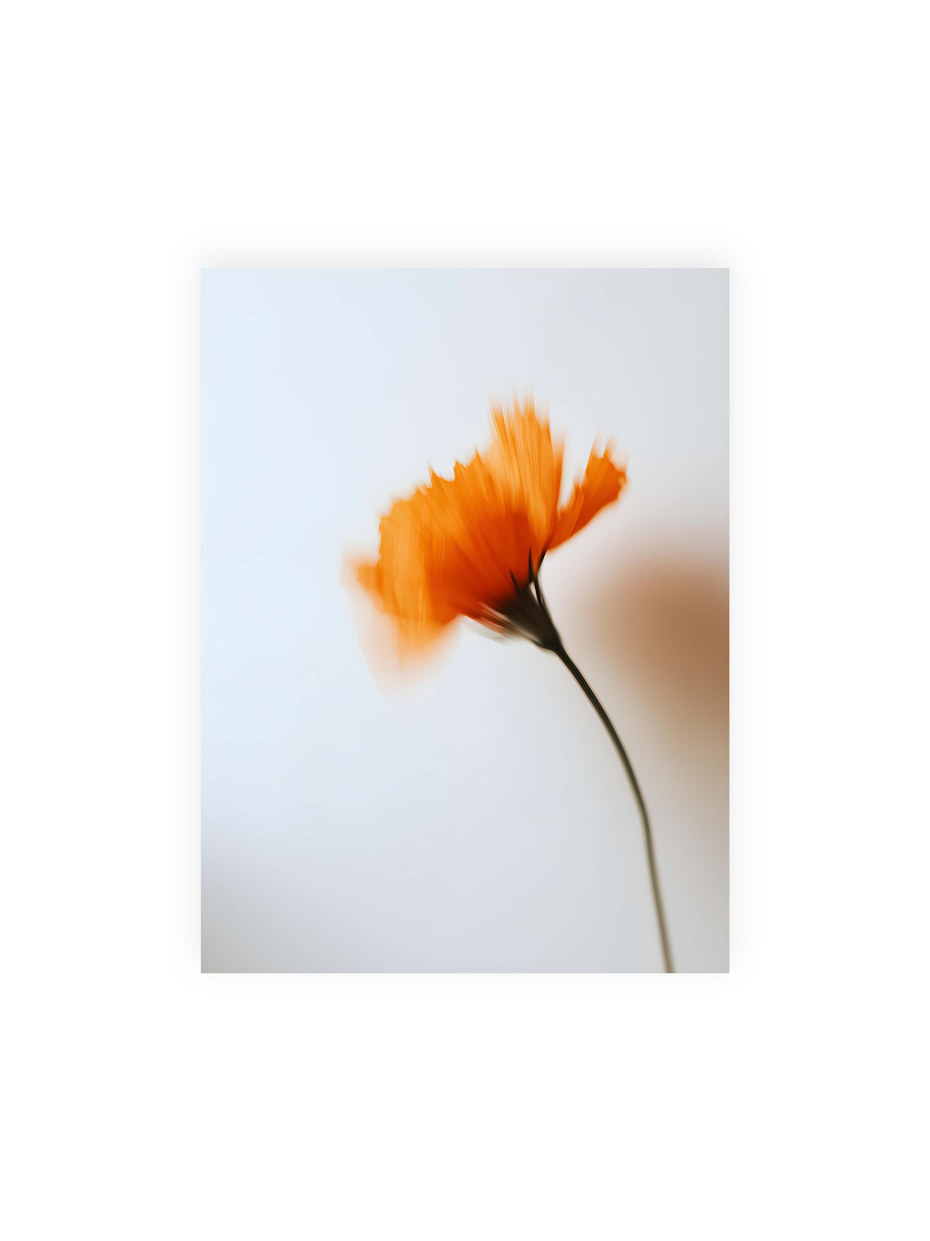 30x40 cm ohne Galerie-Rand ohne Rahmen – Orange Blüte mit starker Bewegungsunschärfe vor hellem Hintergrund, dunkler schlanker Stiel.