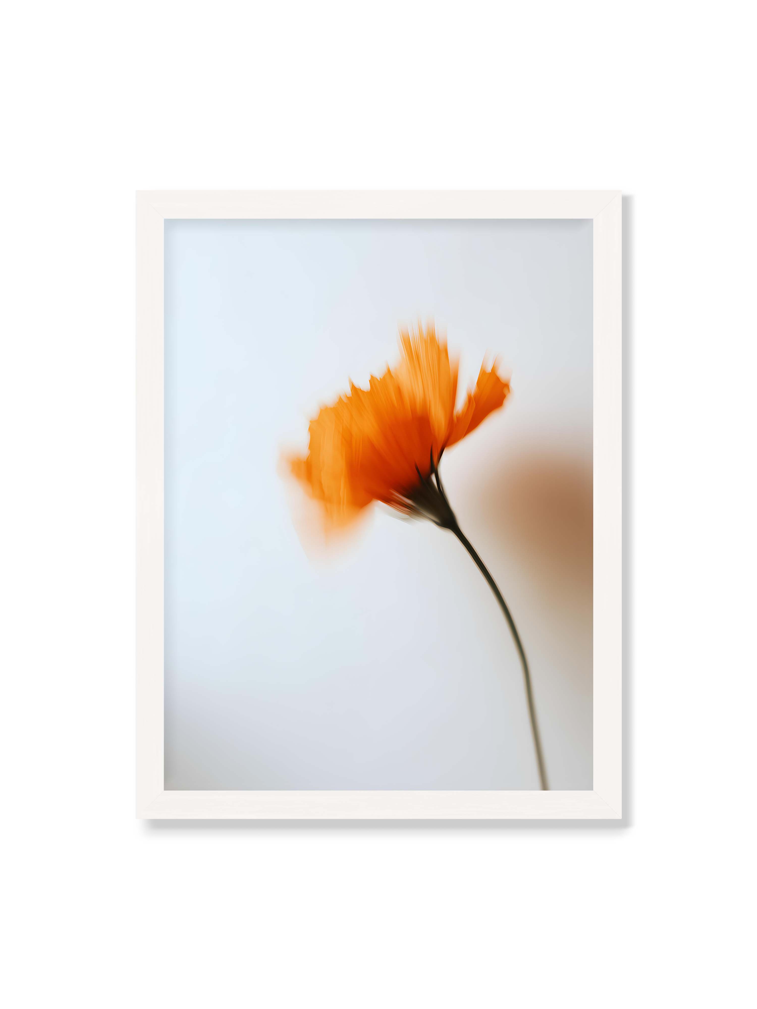 30x40 cm ohne Galerie-Rand mit weißem Rahmen – Orange Blüte mit starker Bewegungsunschärfe vor hellem Hintergrund, dunkler schlanker Stiel.