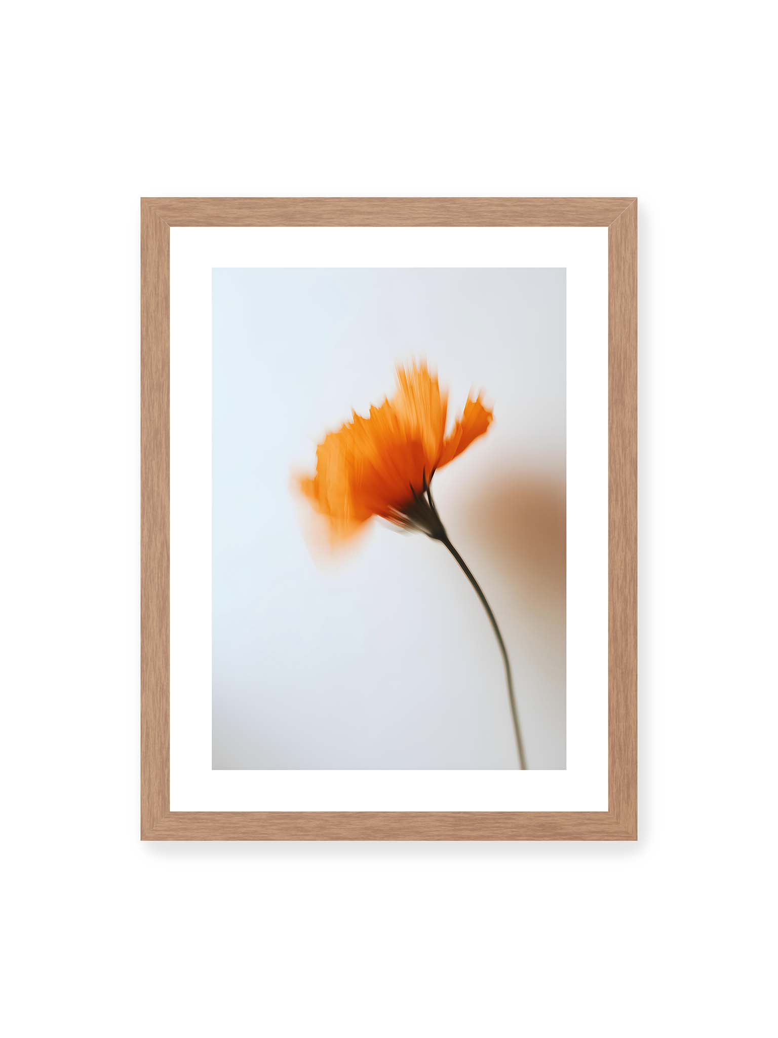 30x40 cm, weißer Galerie-Rand, Eichenrahmen – Orange Blüte mit starker Bewegungsunschärfe vor hellem Hintergrund, dunkler schlanker Stiel.