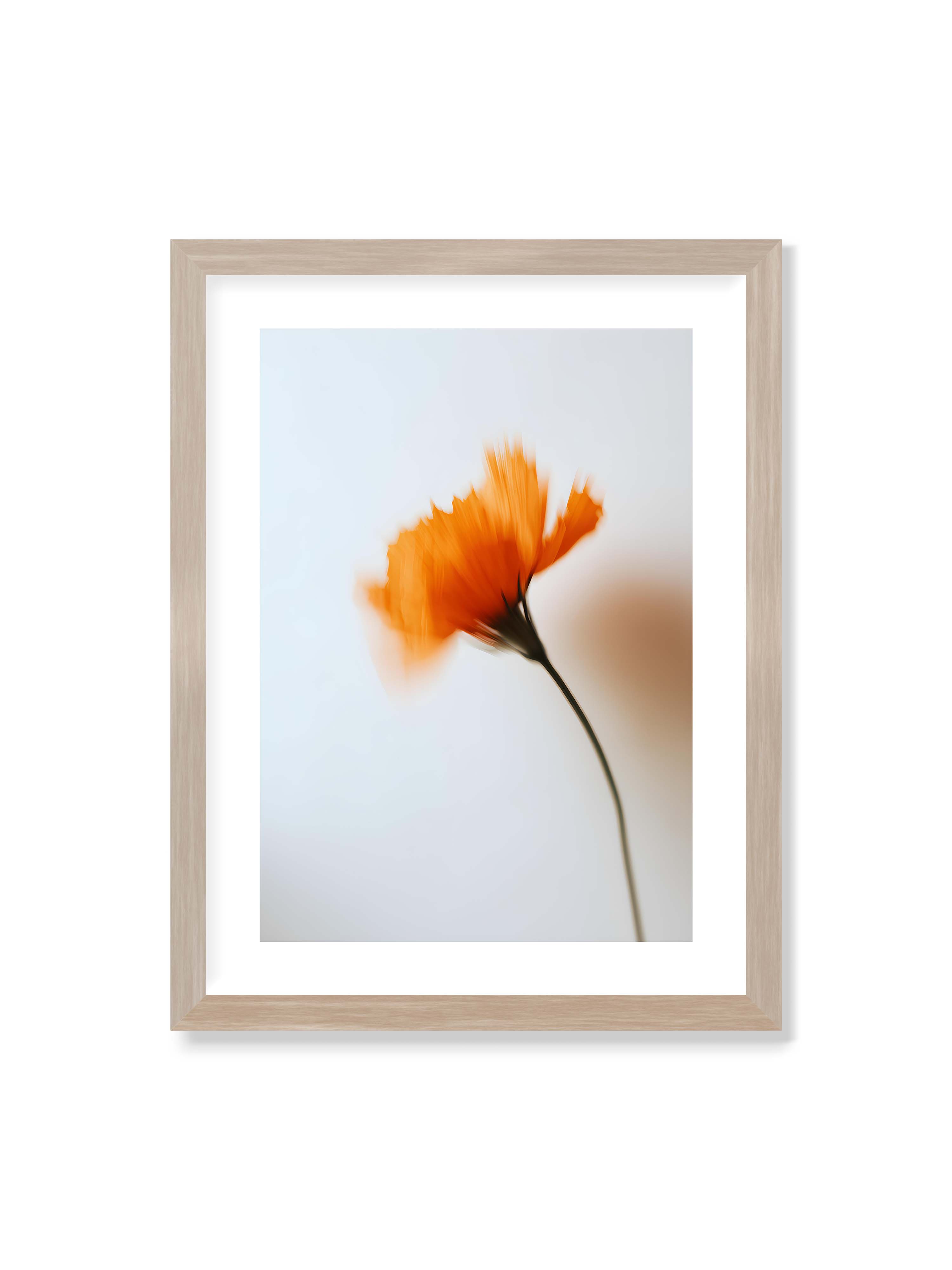 30x40 cm mit weißem Galerie-Rand im Eichenrahmen – Orange Blüte mit starker Bewegungsunschärfe vor hellem Hintergrund, dunkler schlanker Stiel.
