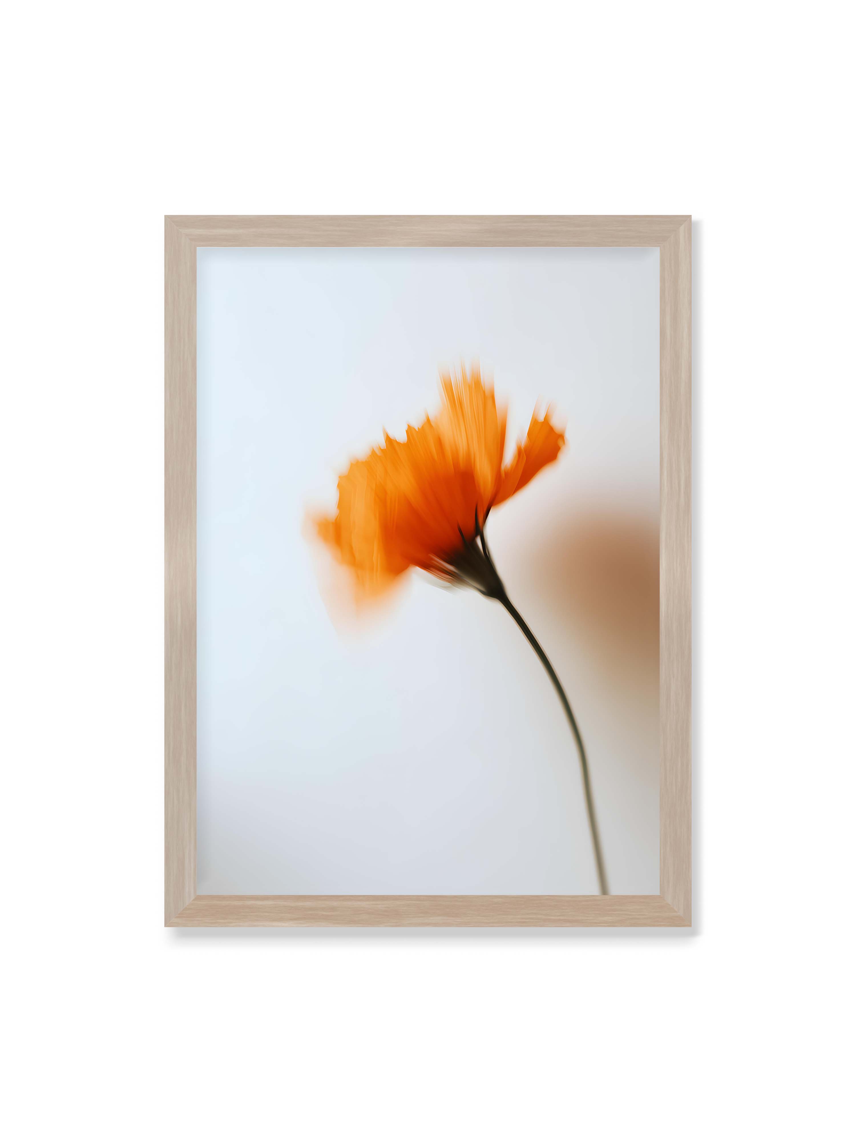 50x70 cm ohne Galerie-Rand im Eichenrahmen – Orange Blüte mit starker Bewegungsunschärfe vor hellem Hintergrund, dunkler schlanker Stiel.