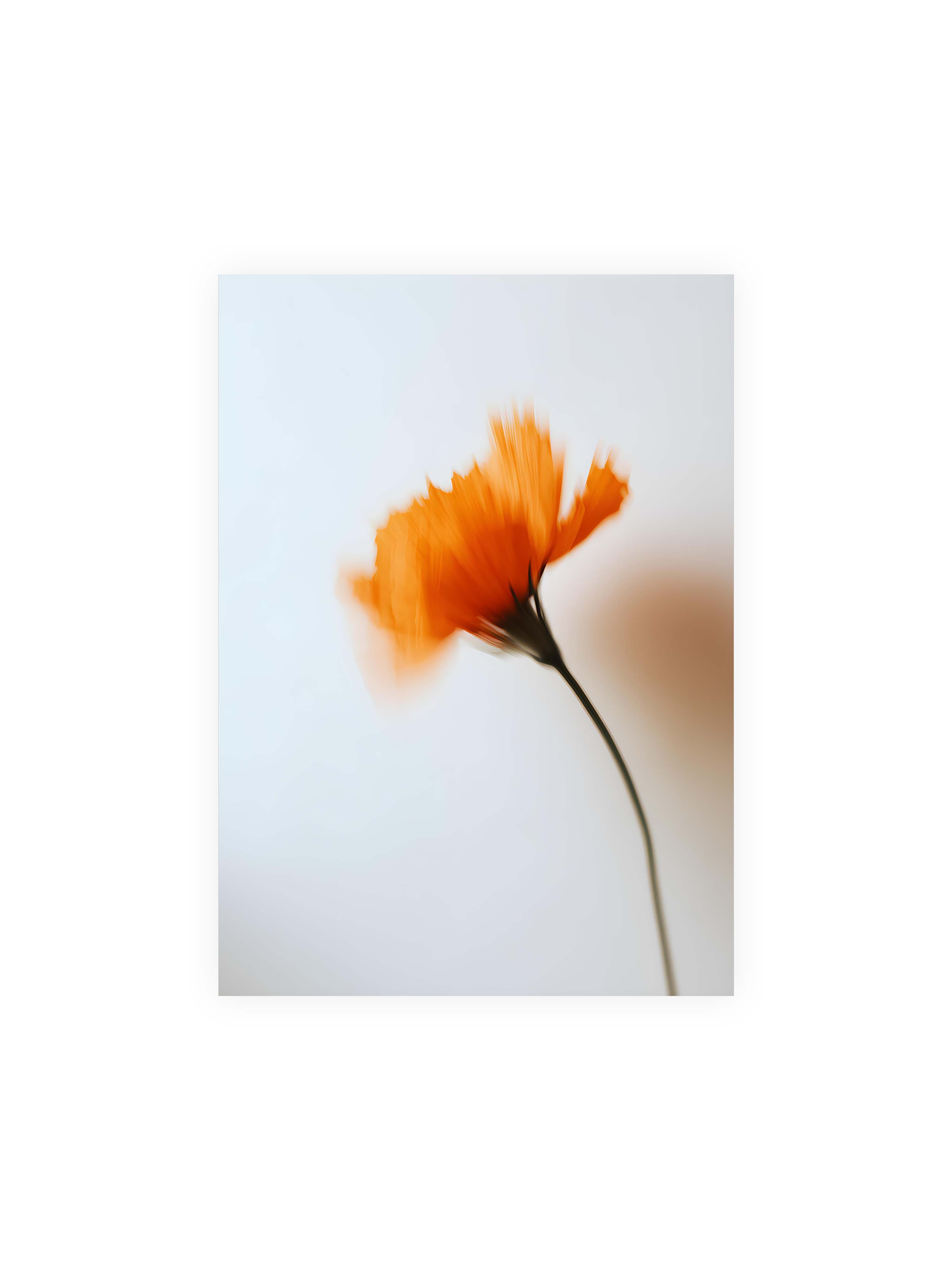 50x70 cm ohne Galerie-Rand ohne Rahmen – Orange Blüte mit starker Bewegungsunschärfe vor hellem Hintergrund, dunkler schlanker Stiel.