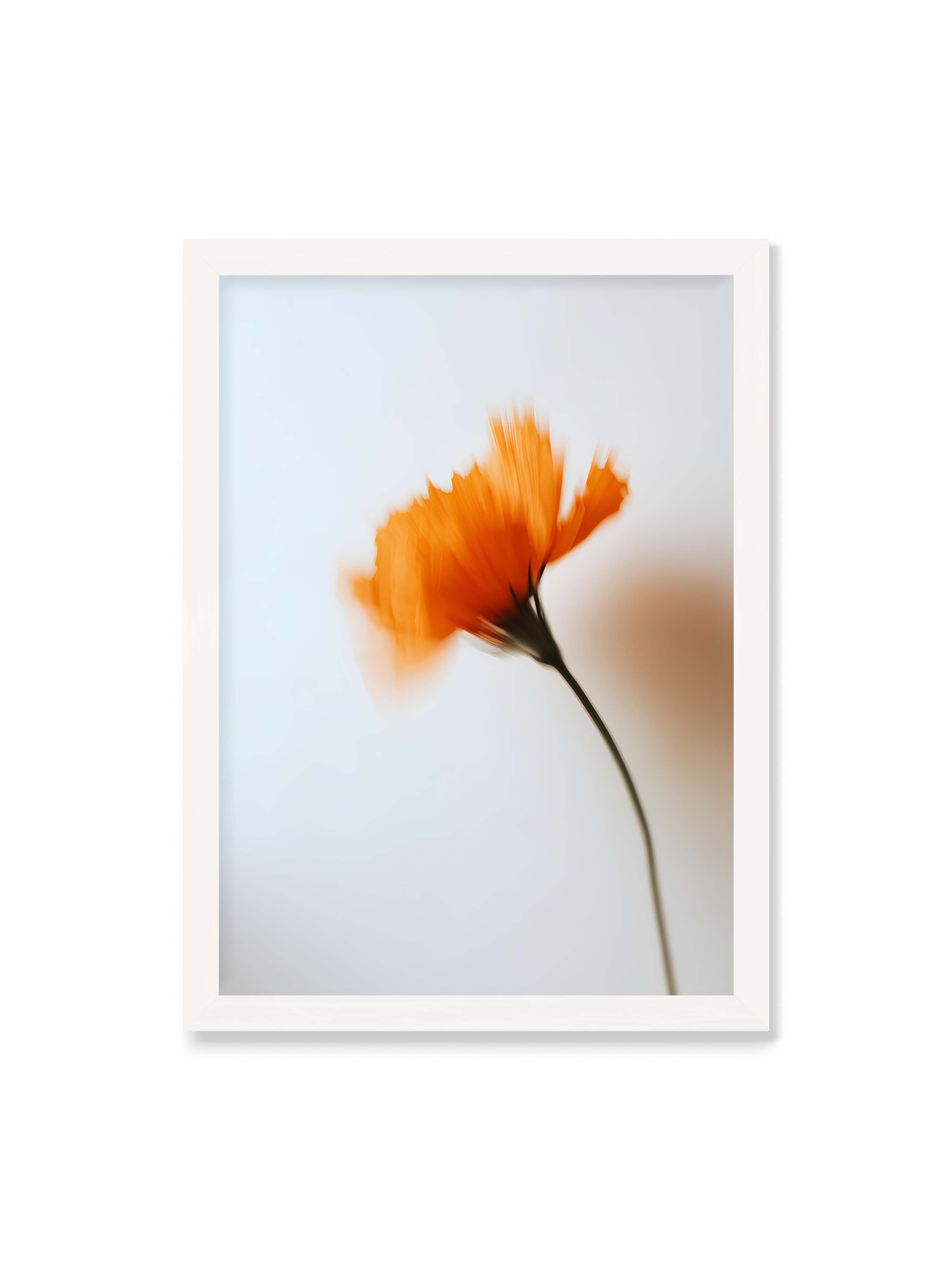 50x70 cm ohne Galerie-Rand mit weißem Rahmen – Orange Blüte mit starker Bewegungsunschärfe vor hellem Hintergrund, dunkler schlanker Stiel.