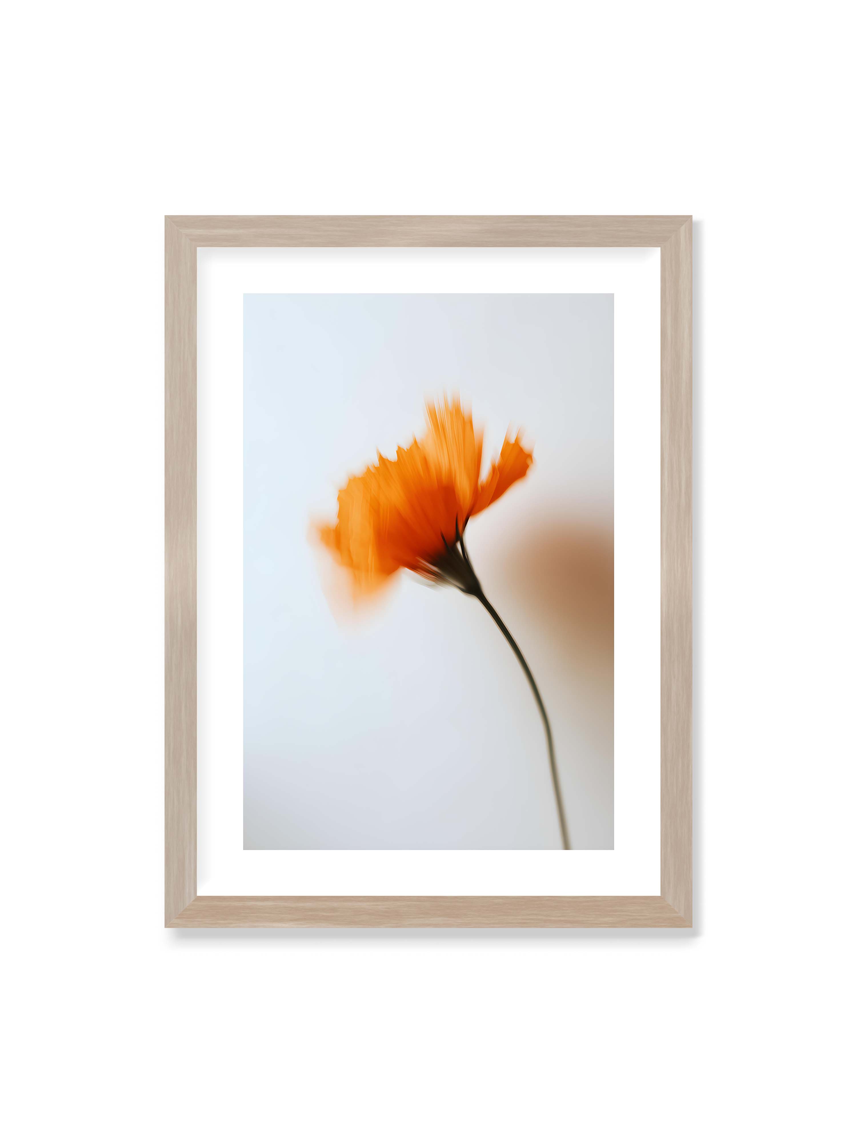 50x70 cm mit weißem Galerie-Rand im Eichenrahmen – Orange Blüte mit starker Bewegungsunschärfe vor hellem Hintergrund, dunkler schlanker Stiel.