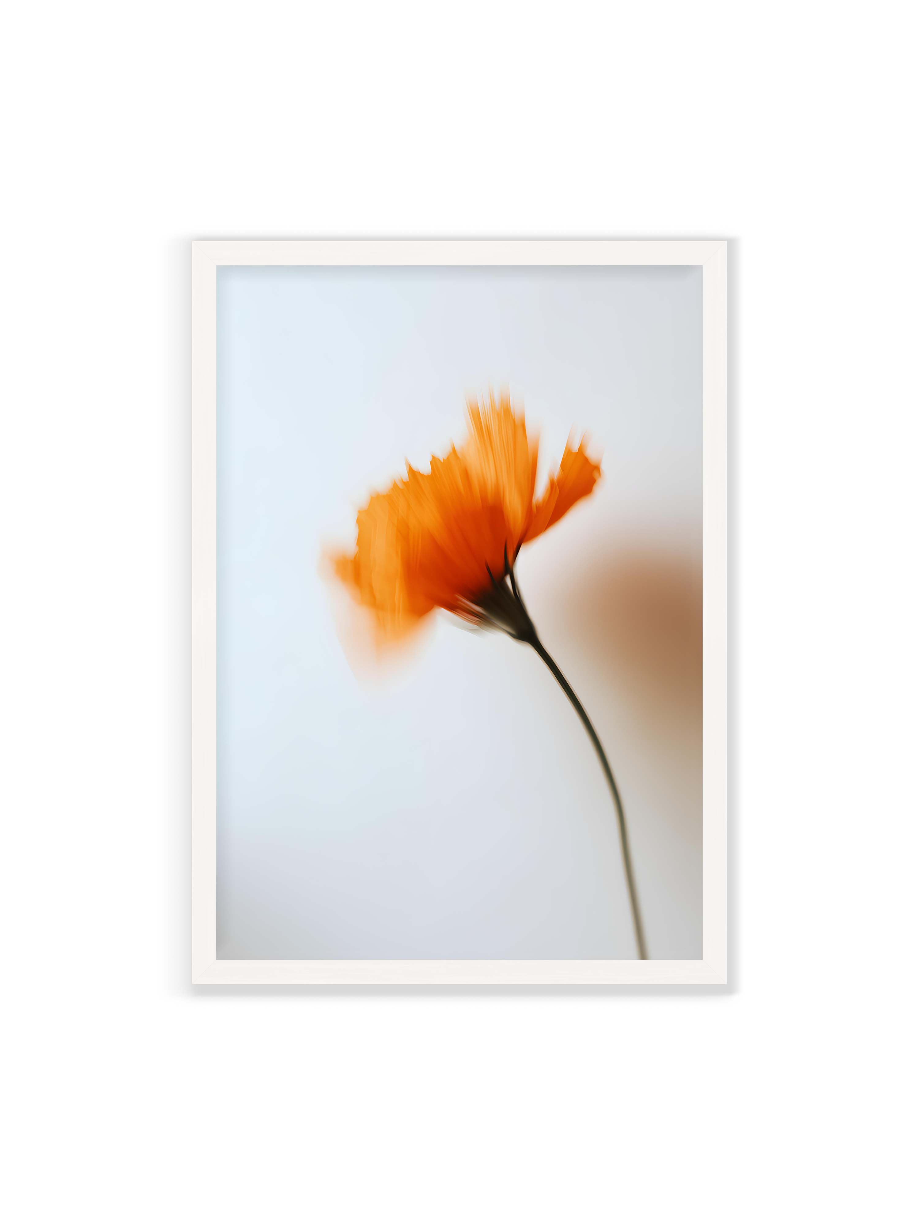 70x100 cm ohne Galerie-Rand mit weißem Rahmen – Orange Blüte mit starker Bewegungsunschärfe vor hellem Hintergrund, dunkler schlanker Stiel.