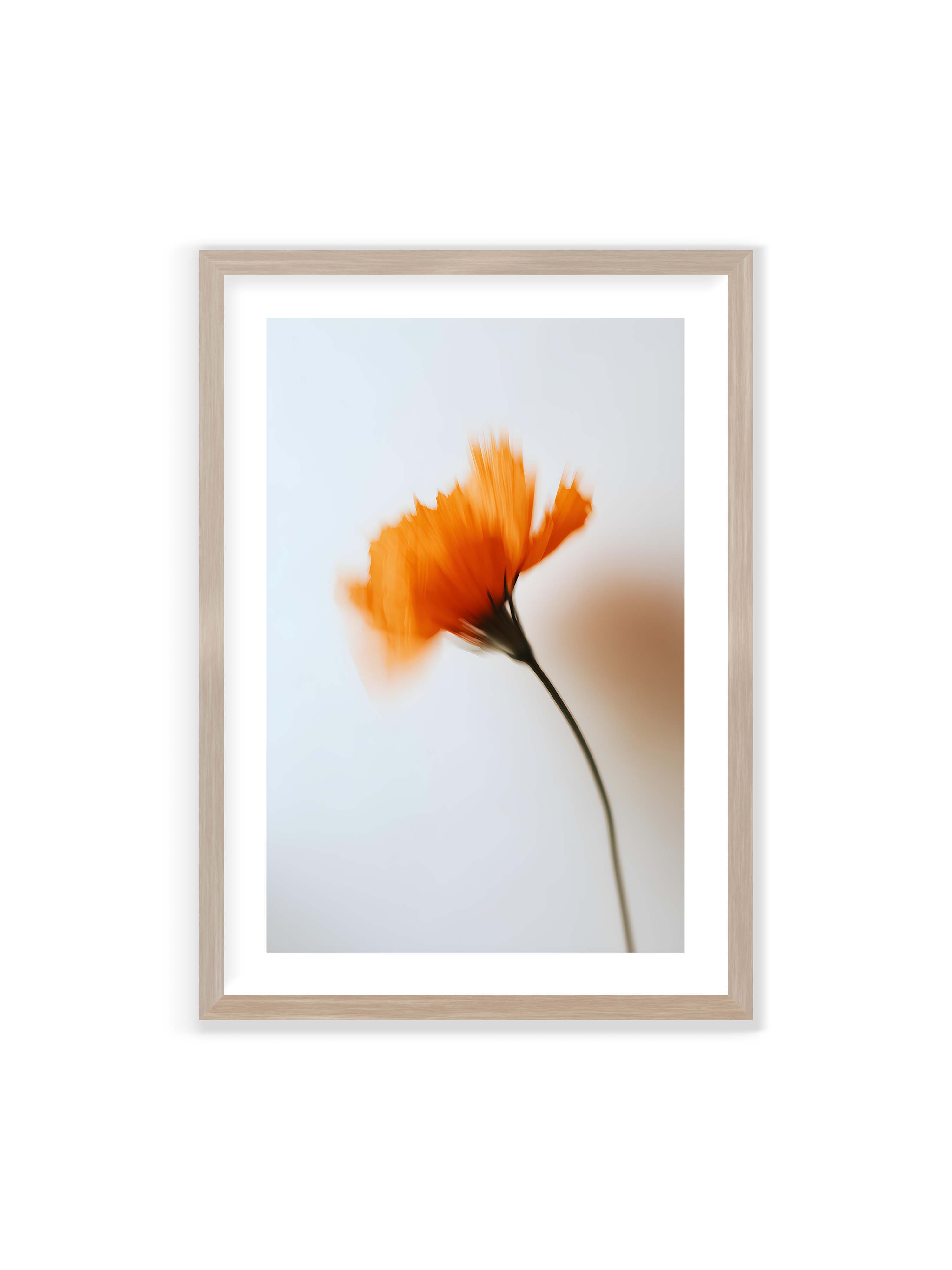 70x100 cm mit weißem Galerie-Rand im Eichenrahmen – Orange Blüte mit starker Bewegungsunschärfe vor hellem Hintergrund, dunkler schlanker Stiel.