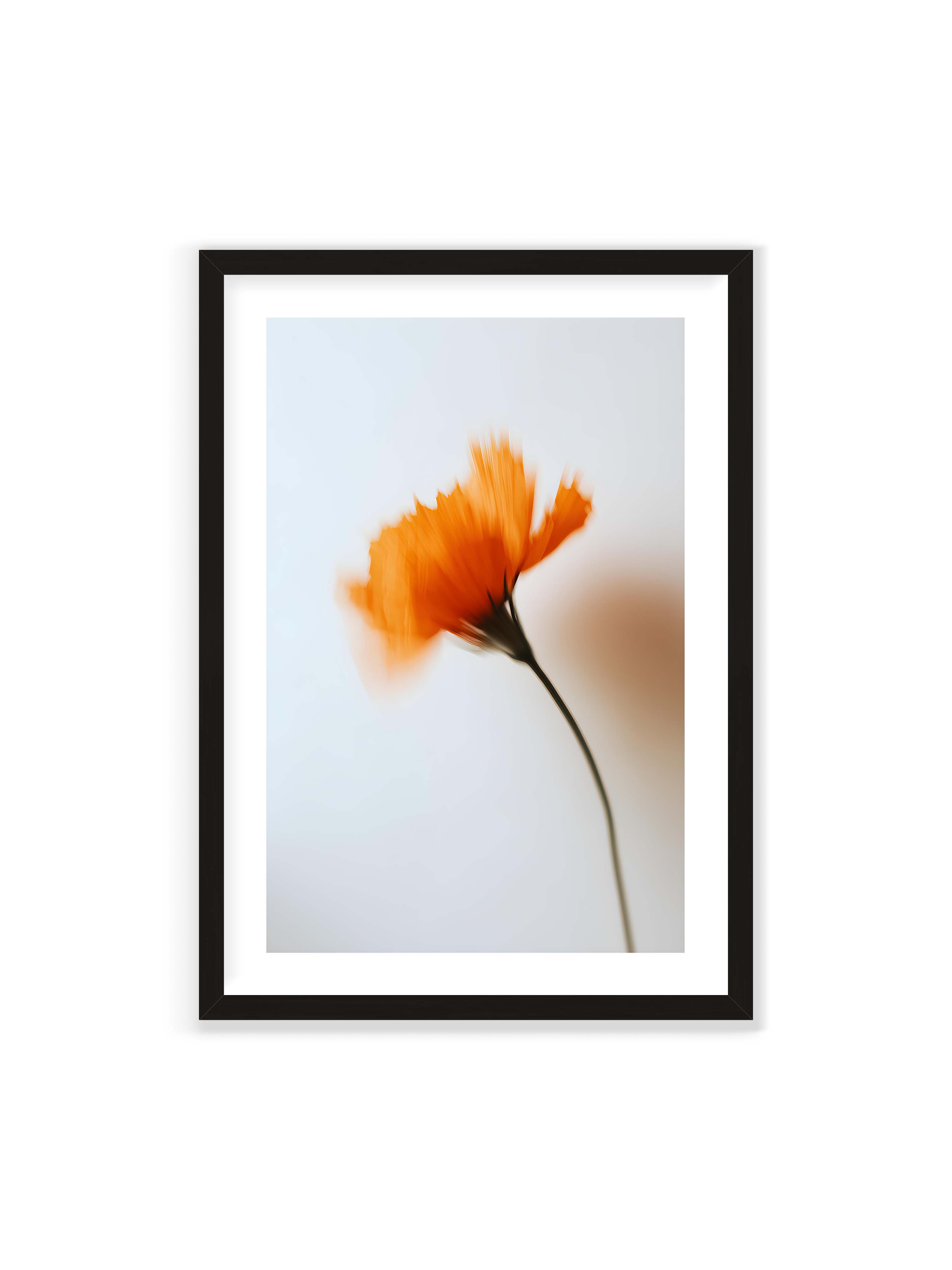 70x100 cm mit weißem Galerie-Rand mit schwarzem Rahmen – Orange Blüte mit starker Bewegungsunschärfe vor hellem Hintergrund, dunkler schlanker Stiel.