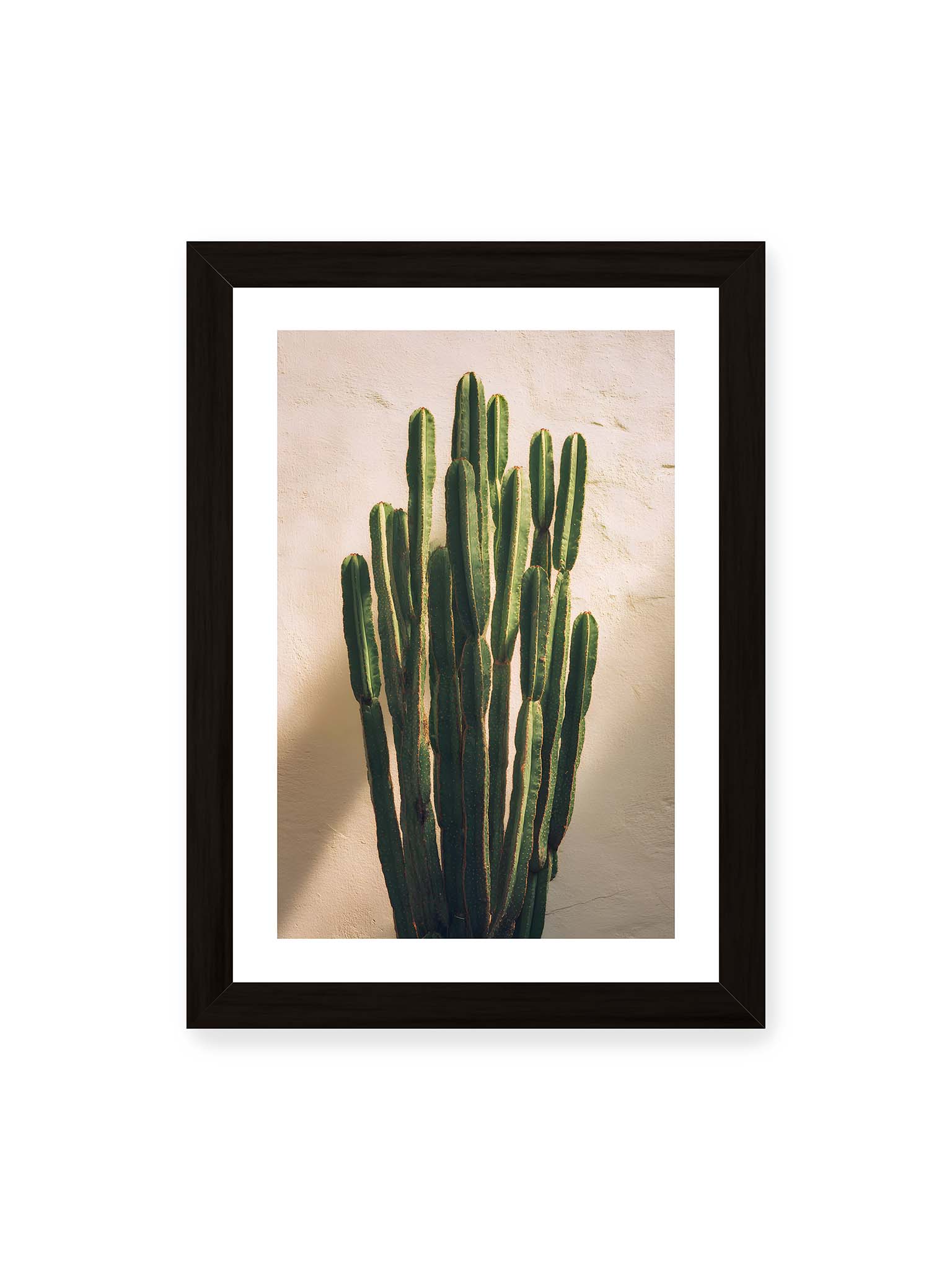 21x30 cm, weißer Galerie-Rand, schwarzer Rahmen – Mehrere hohe grüne Kaktusstämme vor heller Wand im warmen Licht mit weichen Schatten.