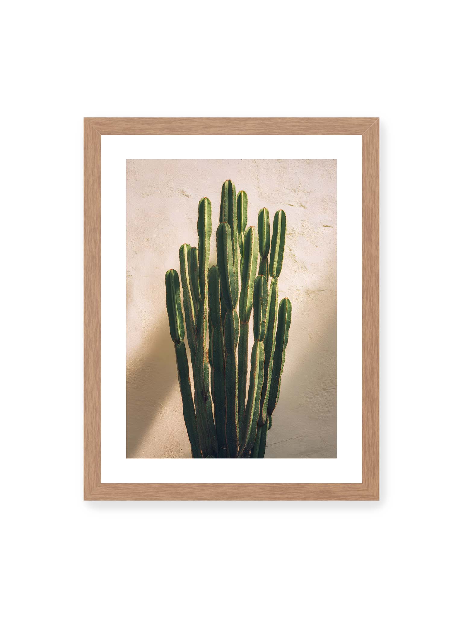 30x40 cm, weißer Galerie-Rand, Eichenrahmen – Mehrere hohe grüne Kaktusstämme vor heller Wand im warmen Licht mit weichen Schatten.