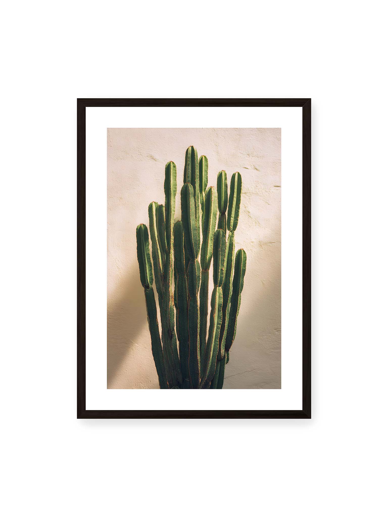 50x70 cm, weißer Galerie-Rand, schwarzer Rahmen – Mehrere hohe grüne Kaktusstämme vor heller Wand im warmen Licht mit weichen Schatten.