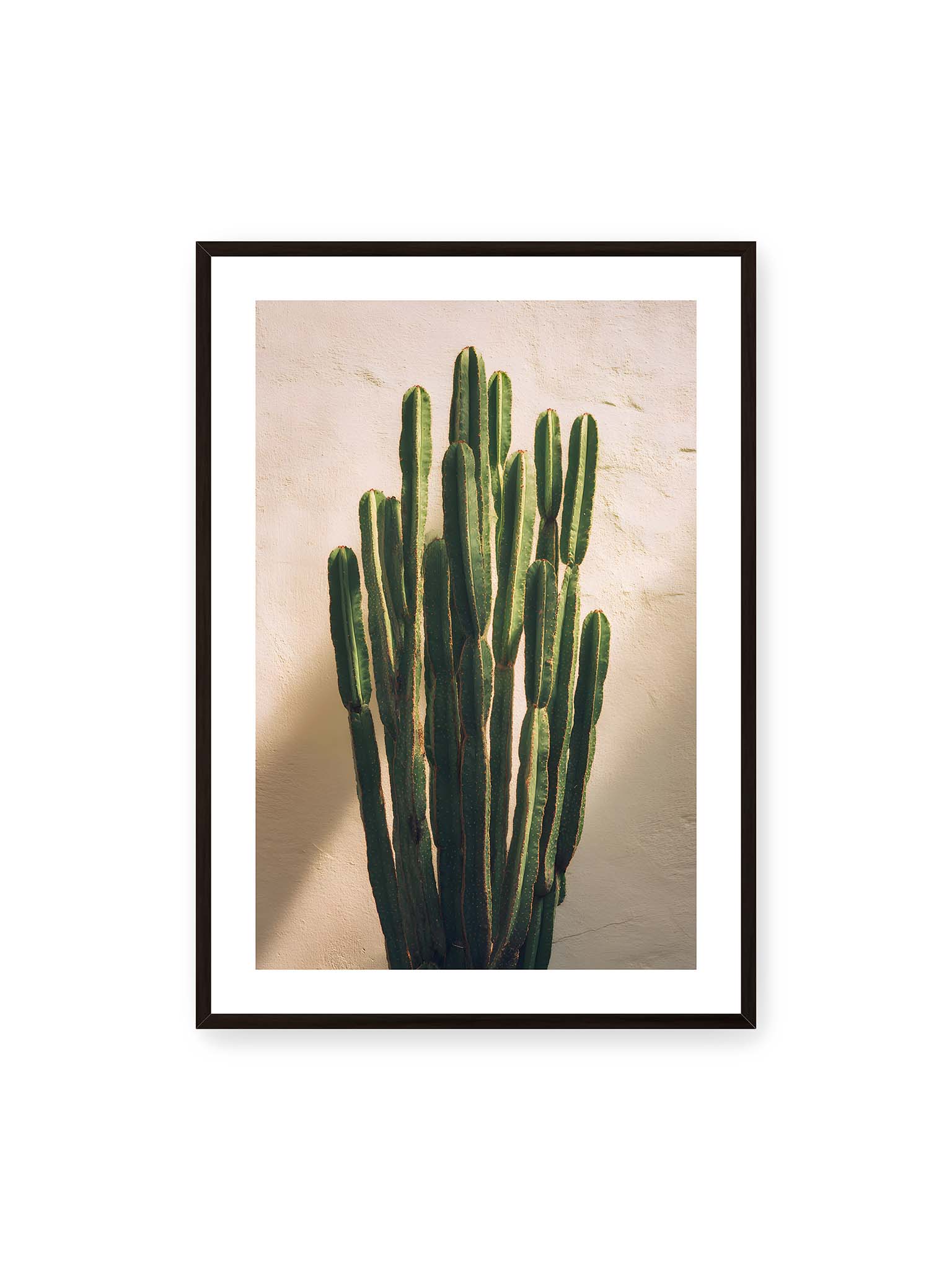 70x100 cm, weißer Galerie-Rand, schwarzer Rahmen – Mehrere hohe grüne Kaktusstämme vor heller Wand im warmen Licht mit weichen Schatten.