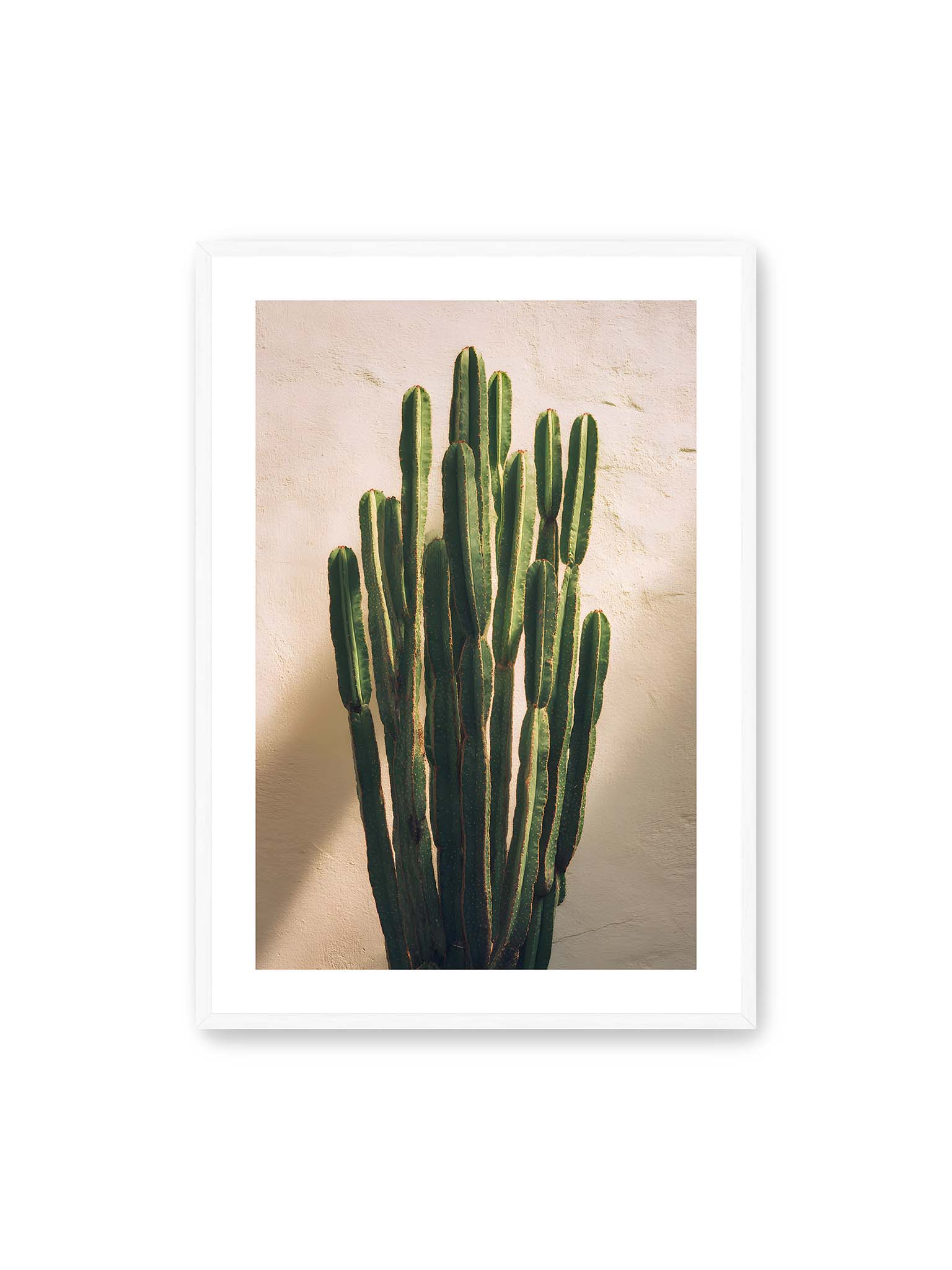 70x100 cm, weißer Galerie-Rand, weißer Rahmen – Mehrere hohe grüne Kaktusstämme vor heller Wand im warmen Licht mit weichen Schatten.
