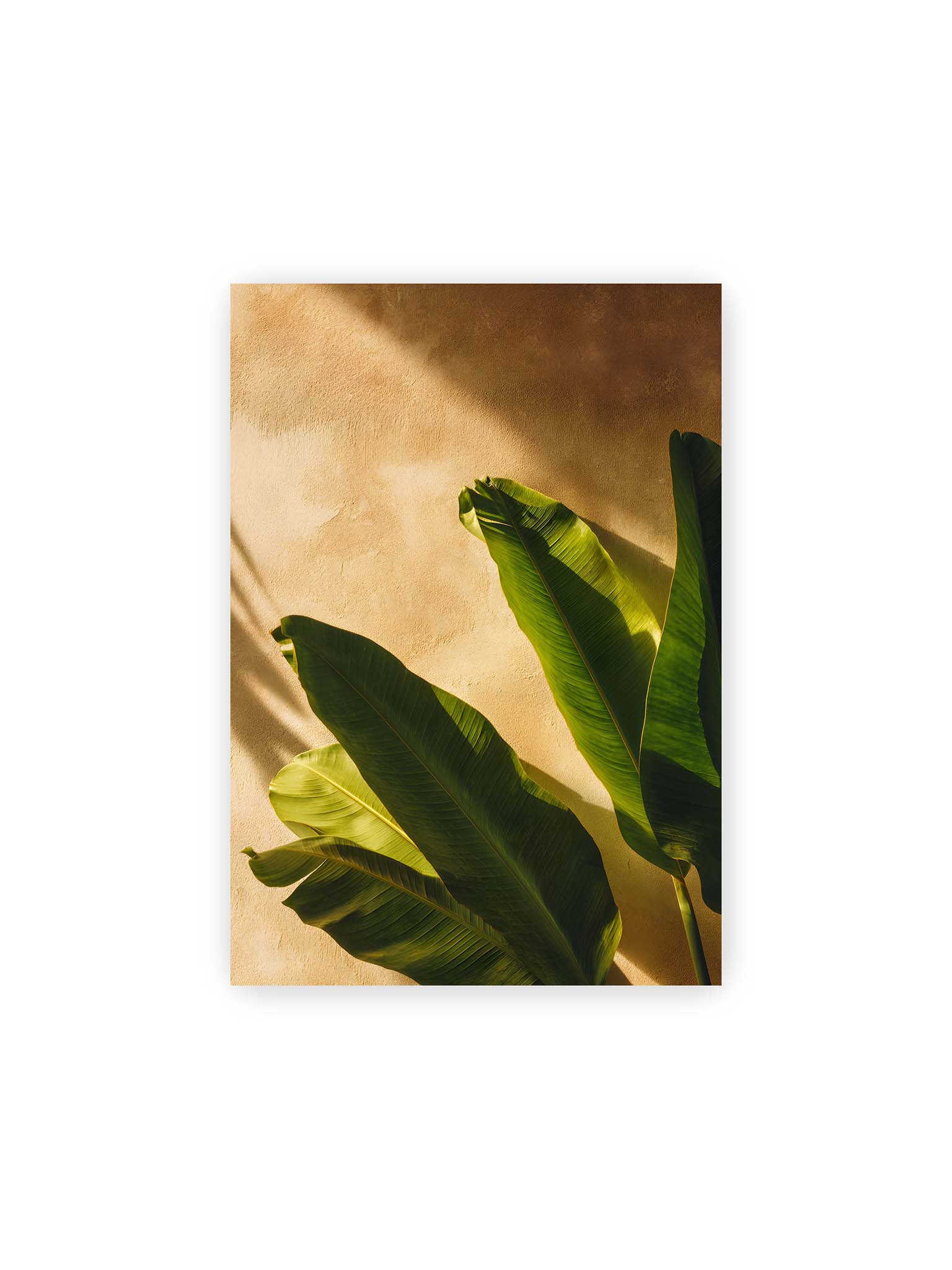 21x30 cm – Große grüne tropische Blätter vor warmer strukturierter Wand im Sonnenlicht mit klaren Schatten.