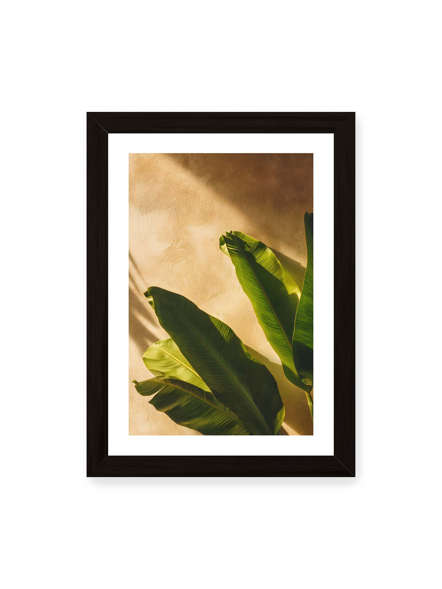21x30 cm, weißer Galerie-Rand, schwarzer Rahmen – Große grüne tropische Blätter vor warmer strukturierter Wand im Sonnenlicht mit klaren Schatten.