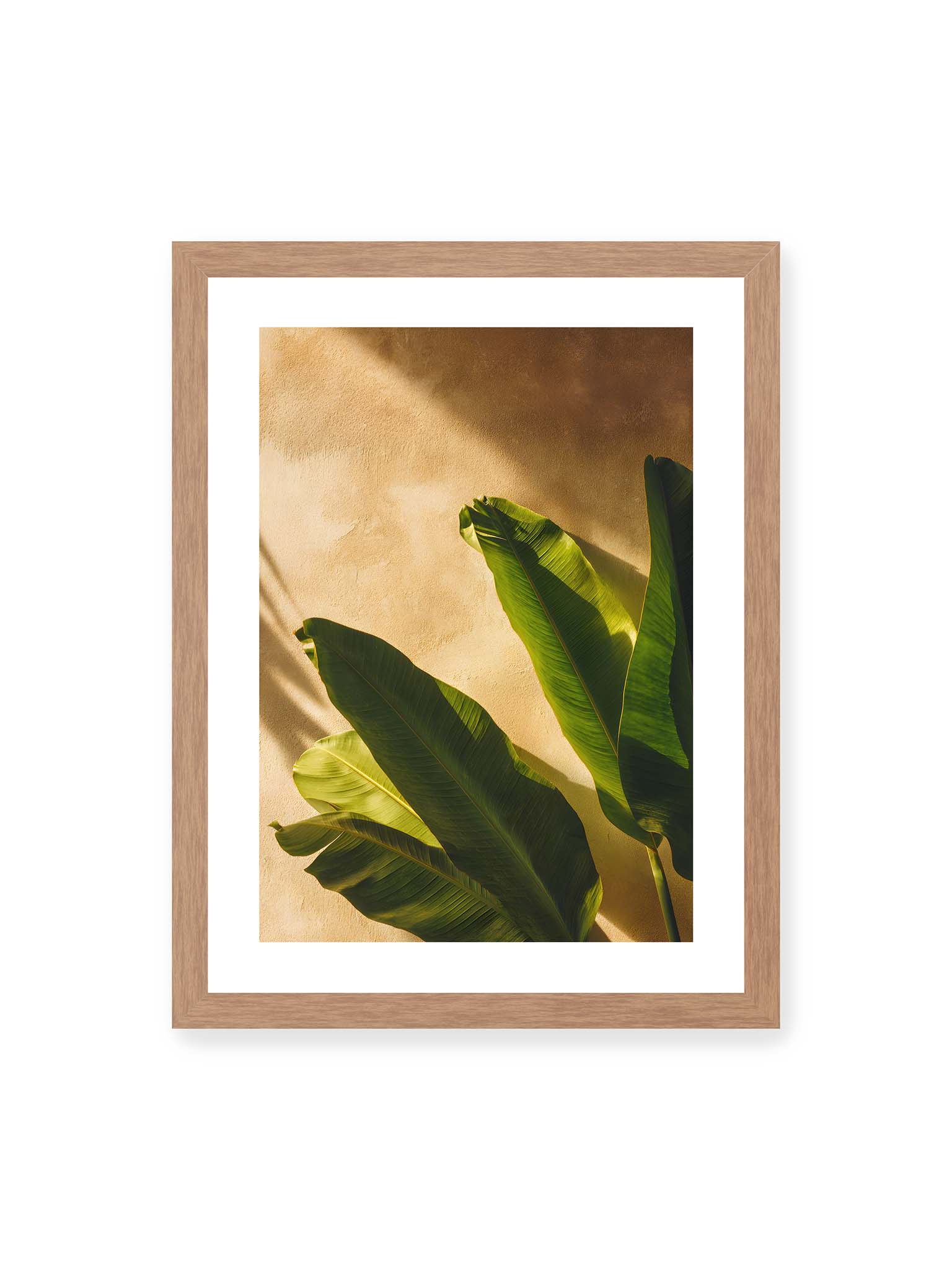 30x40 cm, weißer Galerie-Rand, Eichenrahmen – Große grüne tropische Blätter vor warmer strukturierter Wand im Sonnenlicht mit klaren Schatten.