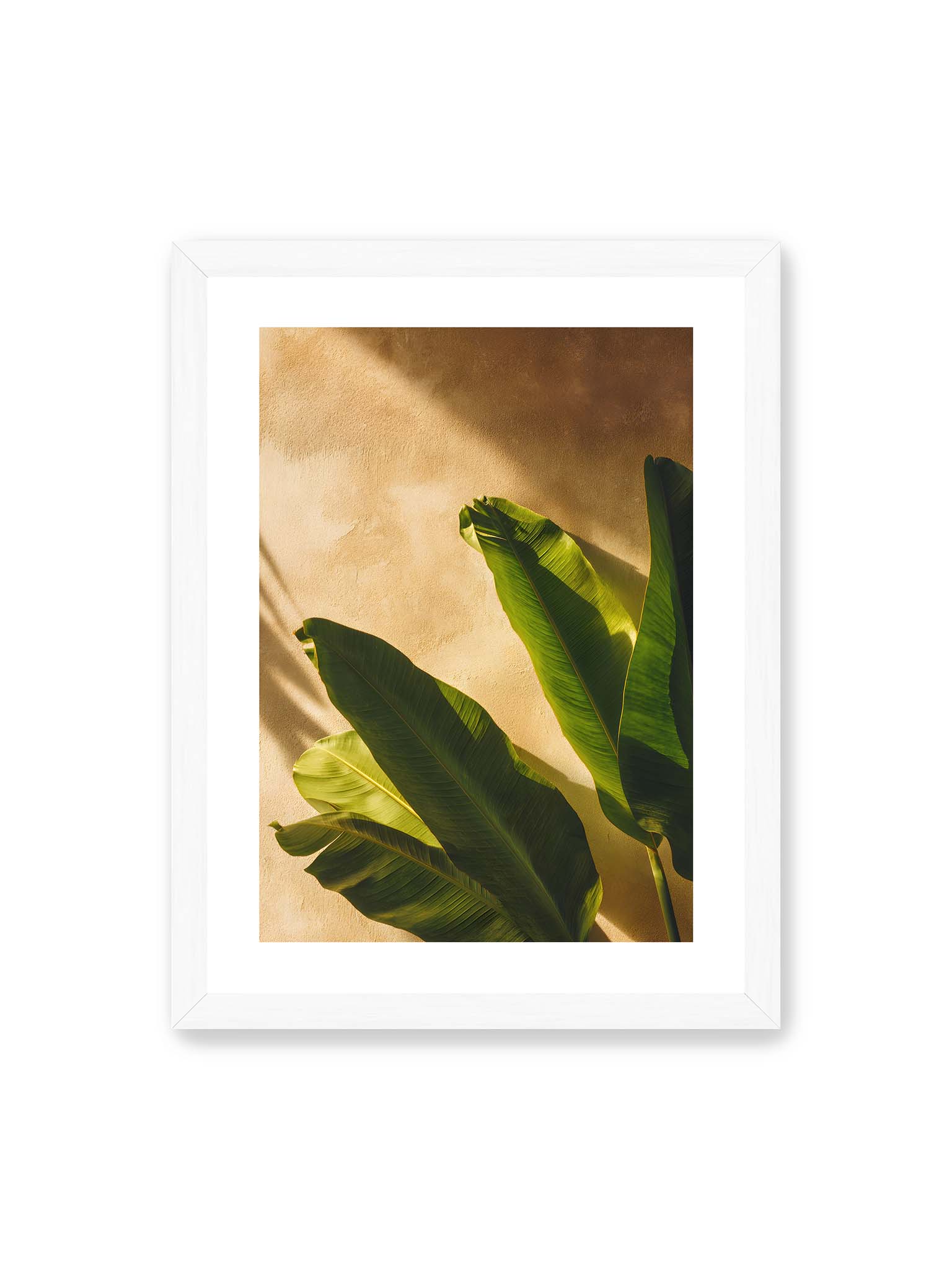 30x40 cm, weißer Galerie-Rand, weißer Rahmen – Große grüne tropische Blätter vor warmer strukturierter Wand im Sonnenlicht mit klaren Schatten.