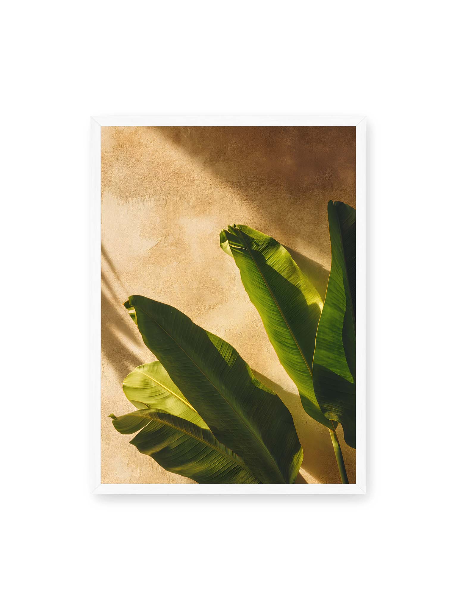 50x70 cm, weißer Rahmen – Große grüne tropische Blätter vor warmer strukturierter Wand im Sonnenlicht mit klaren Schatten.