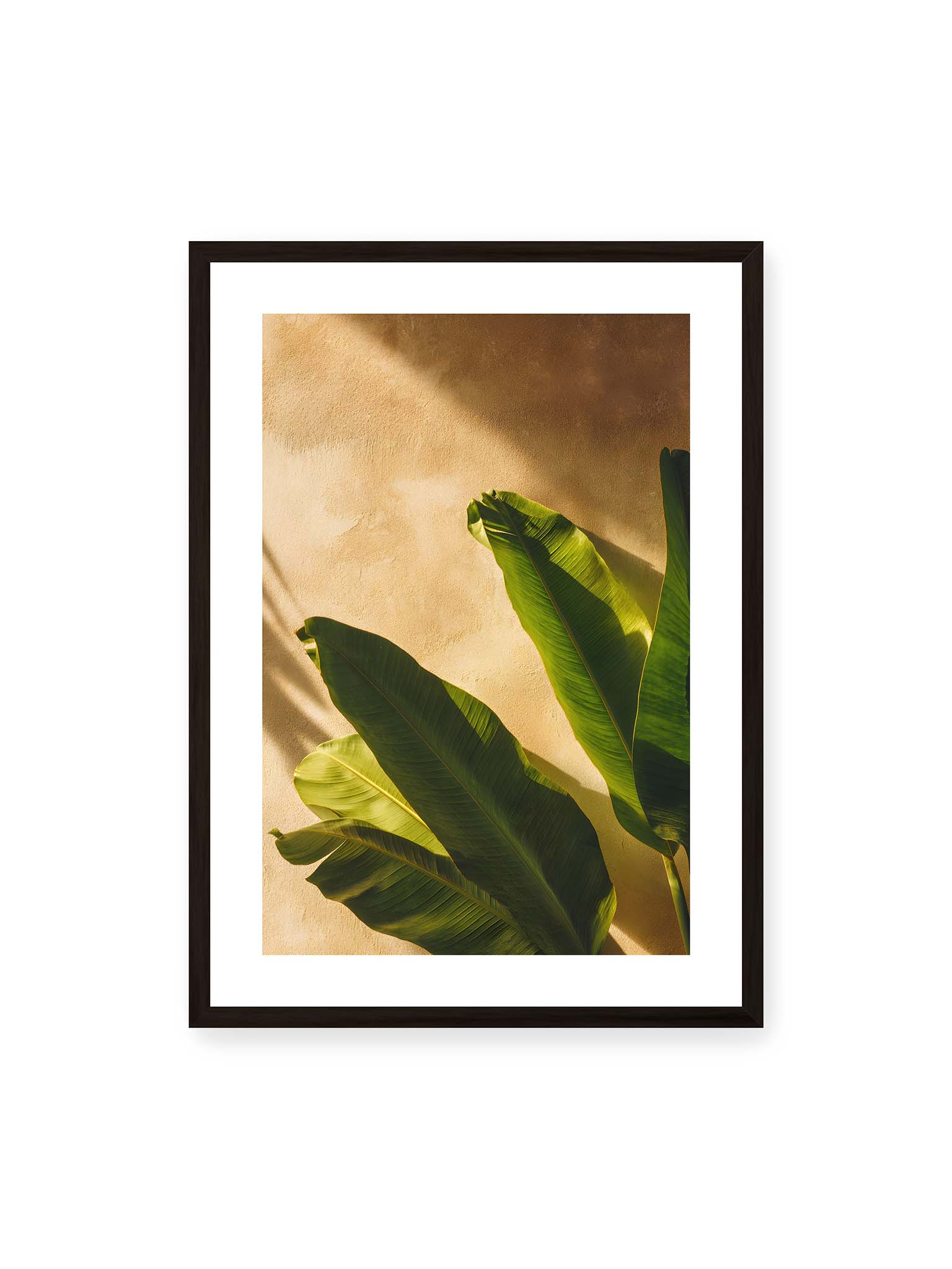 50x70 cm, weißer Galerie-Rand, schwarzer Rahmen – Große grüne tropische Blätter vor warmer strukturierter Wand im Sonnenlicht mit klaren Schatten.