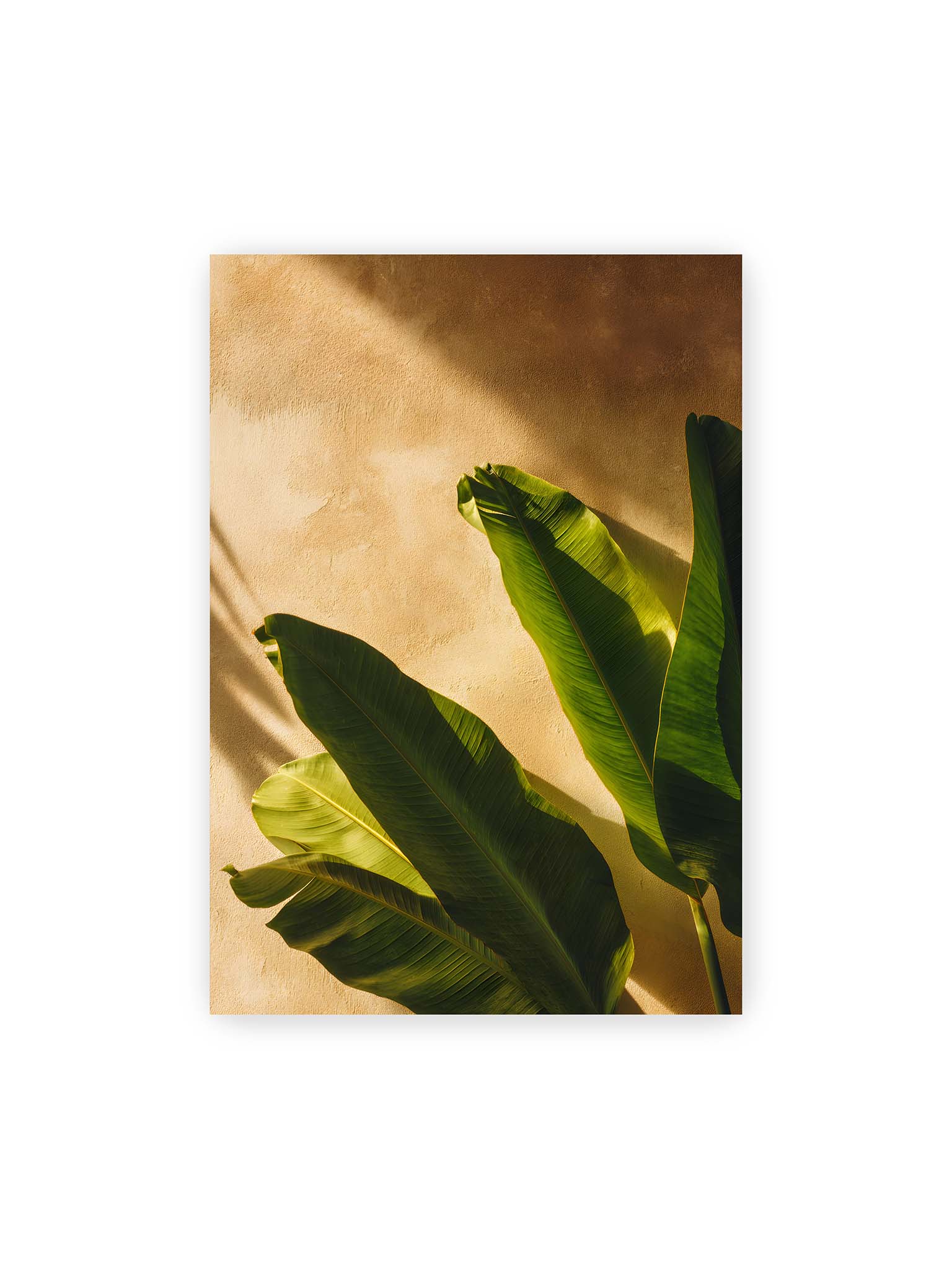 70x100 cm – Große grüne tropische Blätter vor warmer strukturierter Wand im Sonnenlicht mit klaren Schatten.