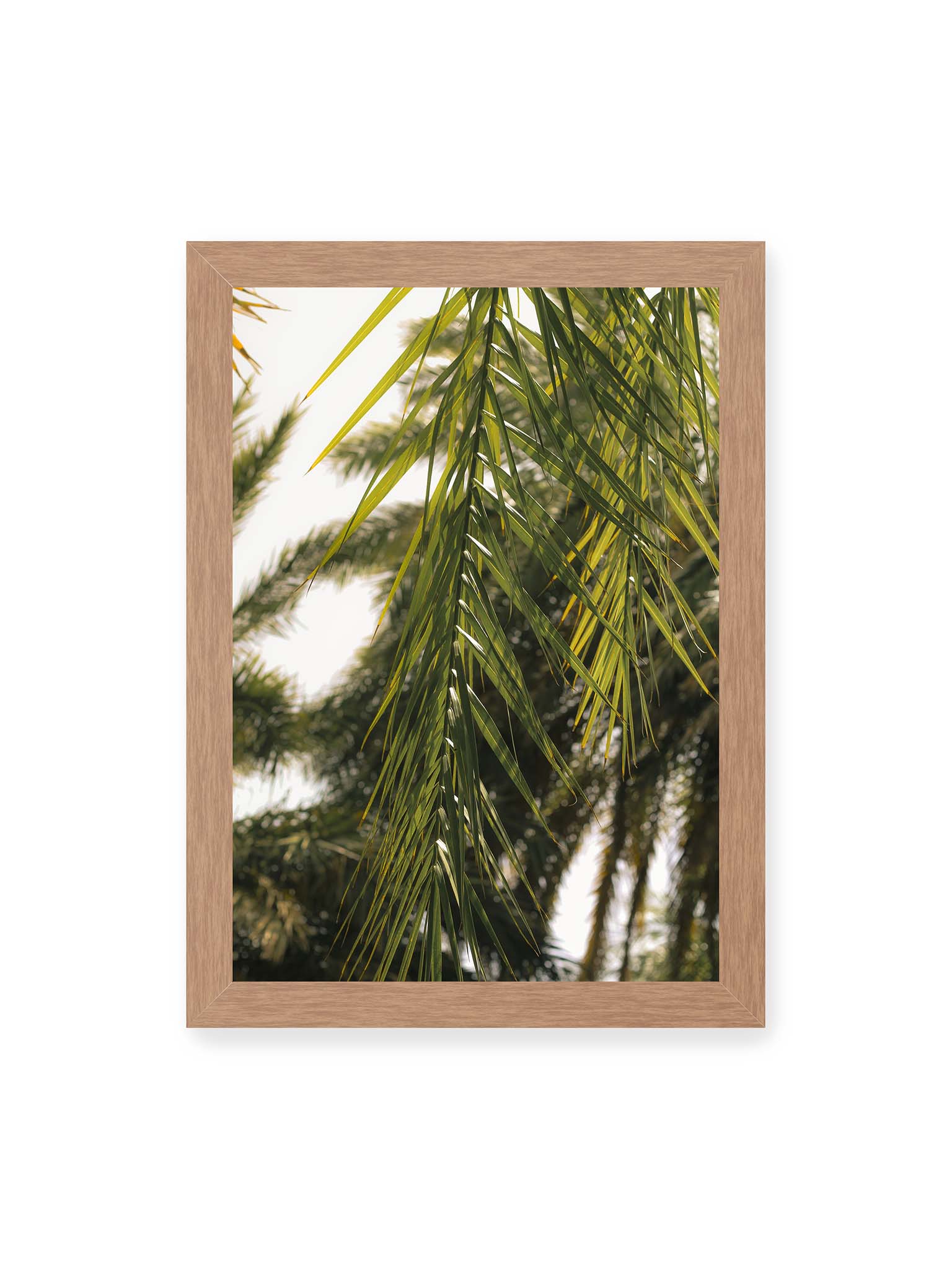 21x30 cm, Eichenrahmen – Sonnenlicht durchzieht feine Palmblätter, deren Linien sich tropisch überlagern