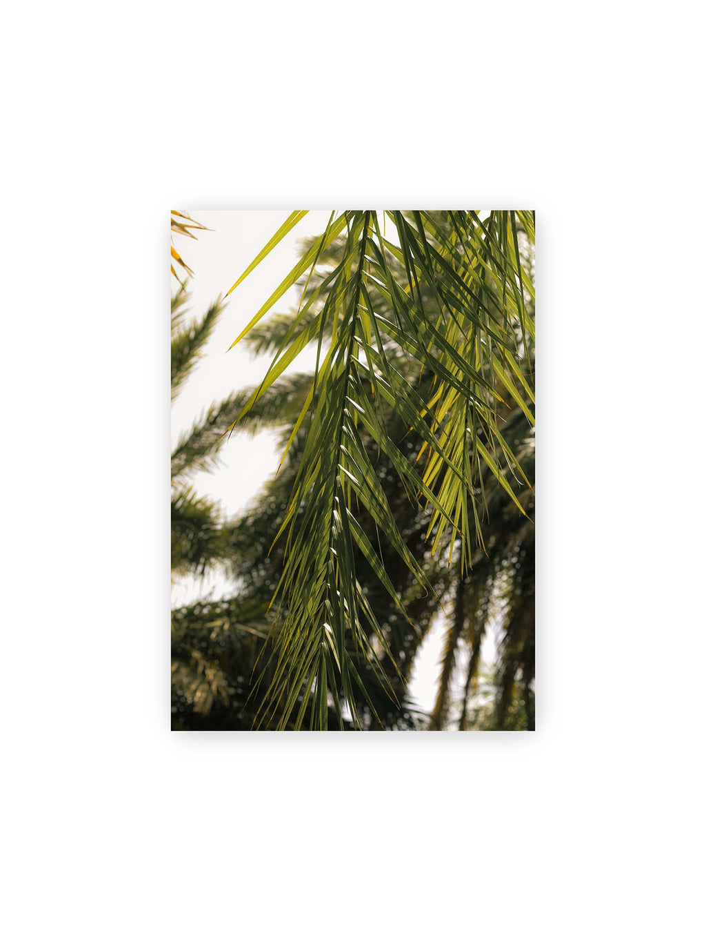 21x30 cm – Sonnenlicht durchzieht feine Palmblätter, deren Linien sich tropisch überlagern