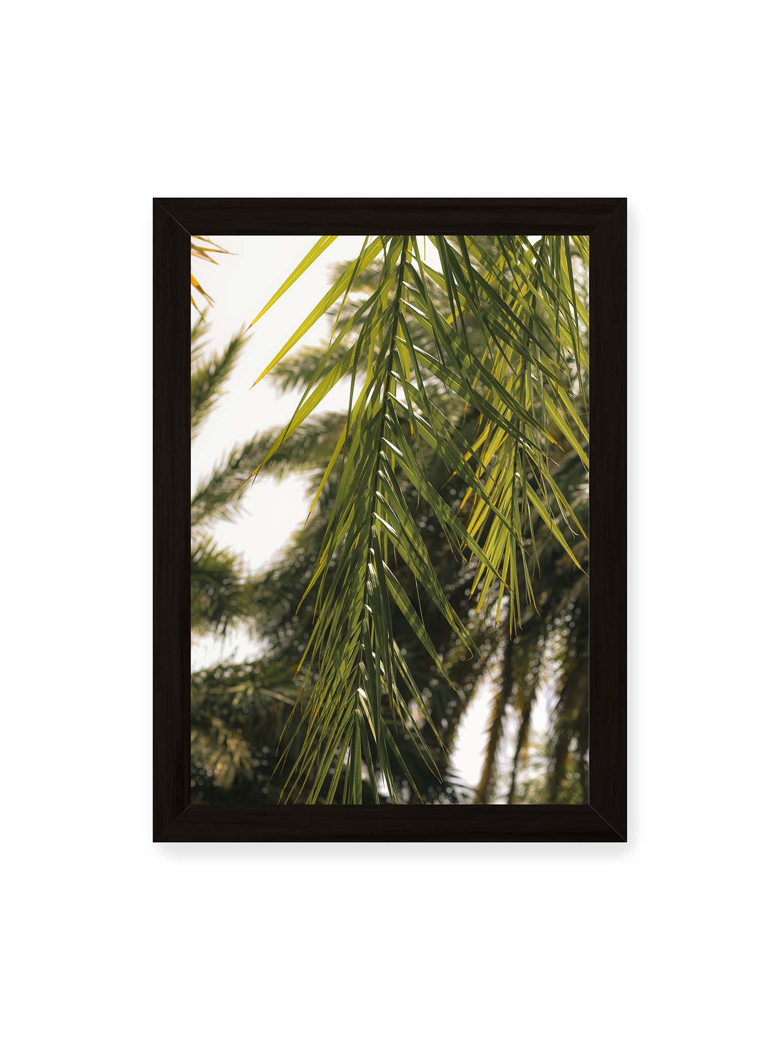 21x30 cm, schwarzer Rahmen – Sonnenlicht durchzieht feine Palmblätter, deren Linien sich tropisch überlagern