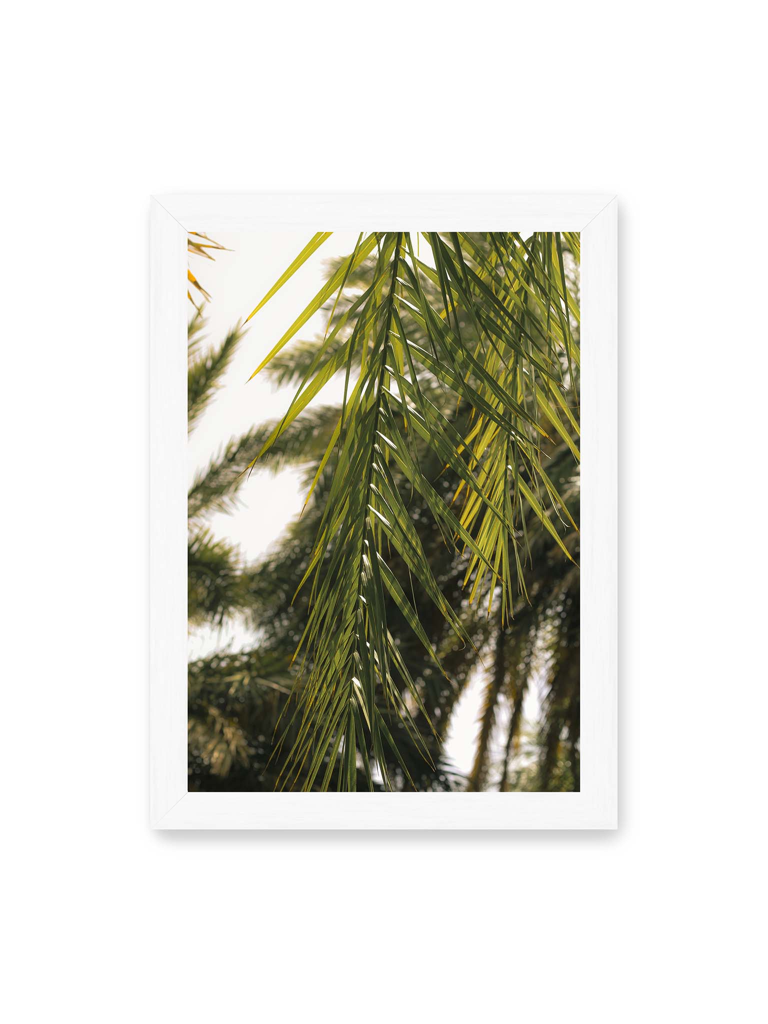 21x30 cm, weißer Rahmen – Sonnenlicht durchzieht feine Palmblätter, deren Linien sich tropisch überlagern