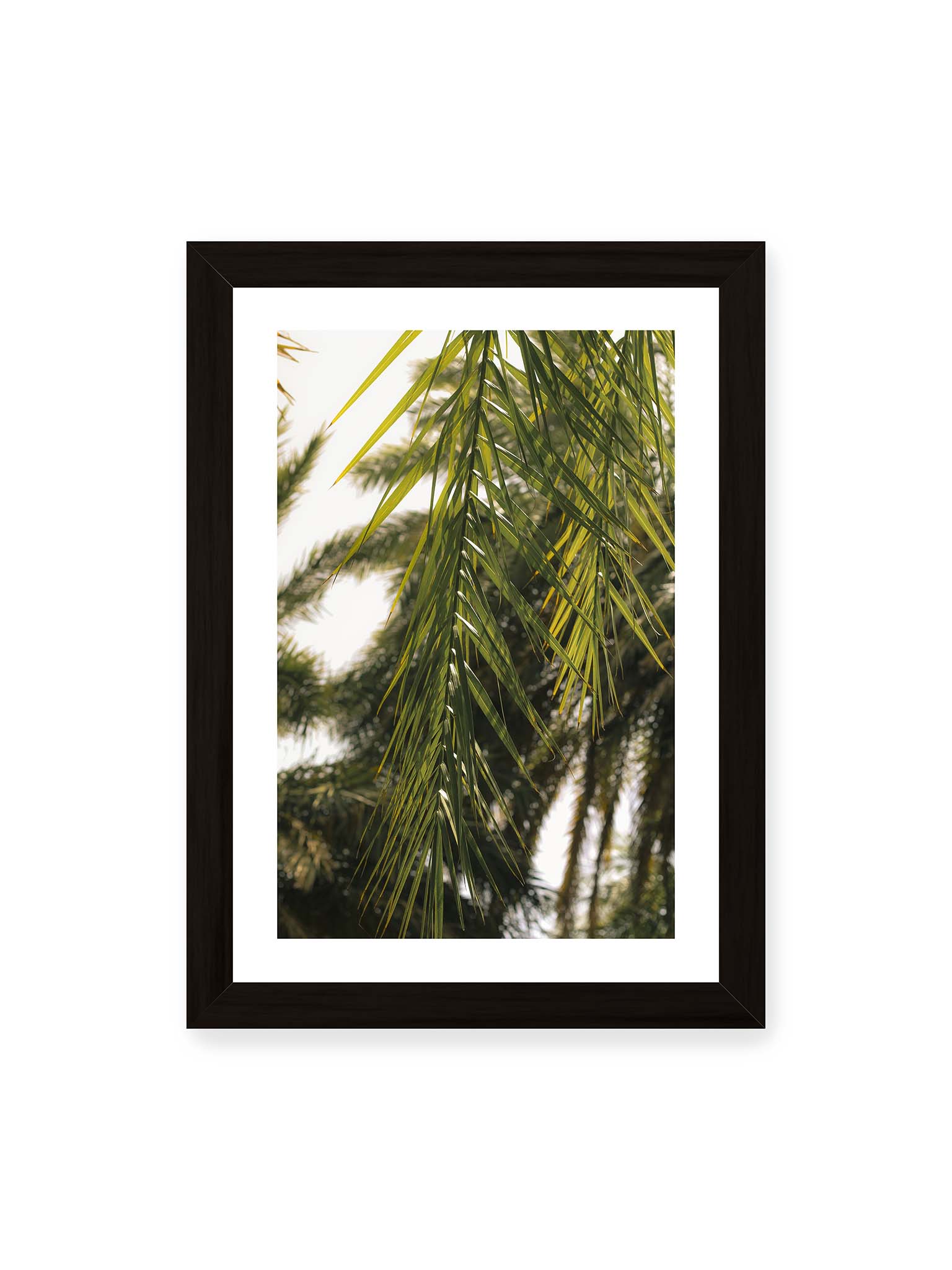21x30 cm, weißer Galerie-Rand, schwarzer Rahmen – Sonnenlicht durchzieht feine Palmblätter, deren Linien sich tropisch überlagern