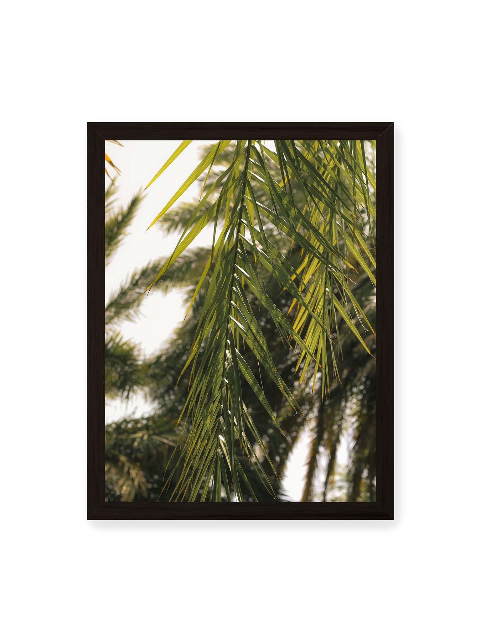 30x40 cm, schwarzer Rahmen – Sonnenlicht durchzieht feine Palmblätter, deren Linien sich tropisch überlagern