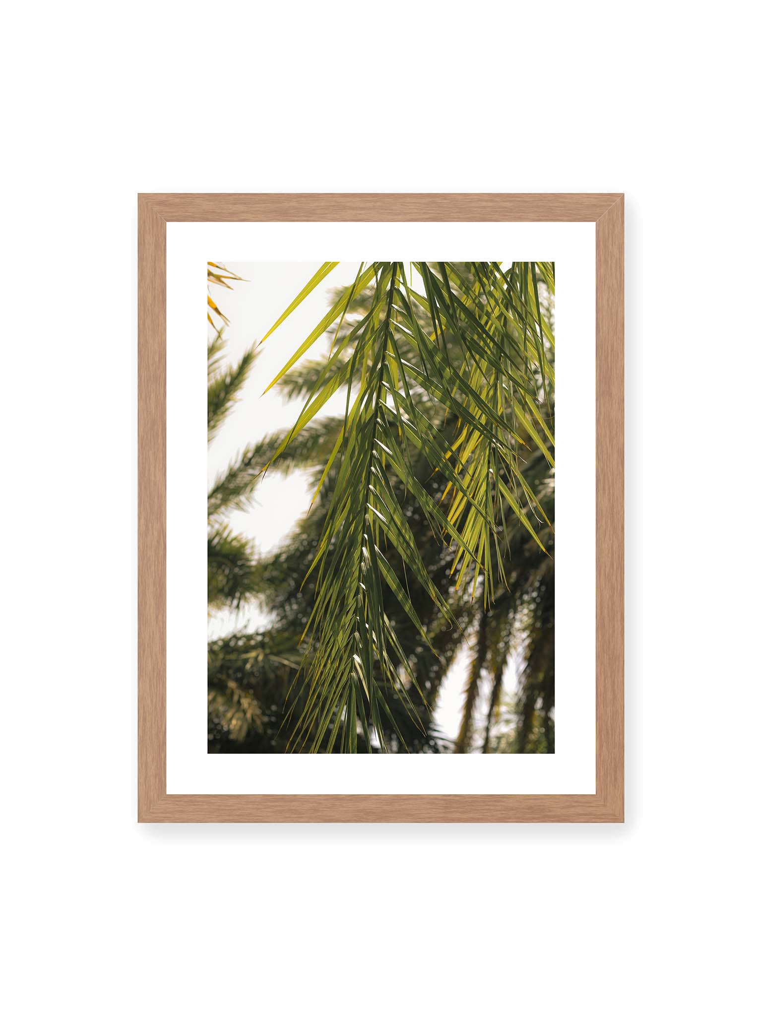 30x40 cm, weißer Galerie-Rand, Eichenrahmen – Sonnenlicht durchzieht feine Palmblätter, deren Linien sich tropisch überlagern