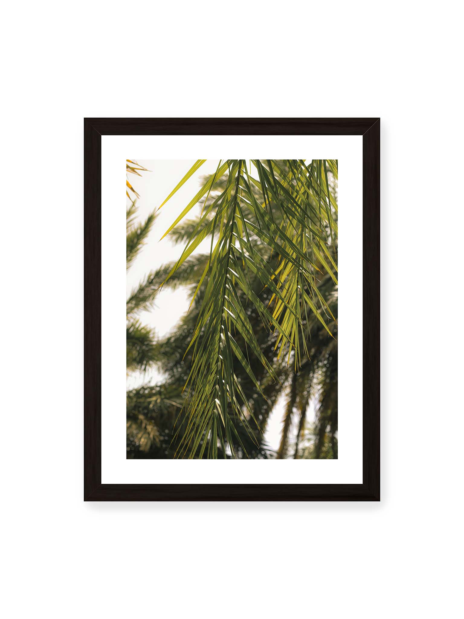 30x40 cm, weißer Galerie-Rand, schwarzer Rahmen – Sonnenlicht durchzieht feine Palmblätter, deren Linien sich tropisch überlagern