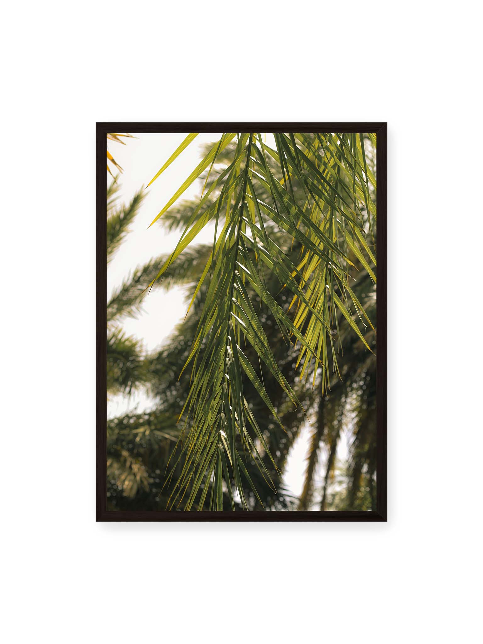 50x70 cm, schwarzer Rahmen – Sonnenlicht durchzieht feine Palmblätter, deren Linien sich tropisch überlagern