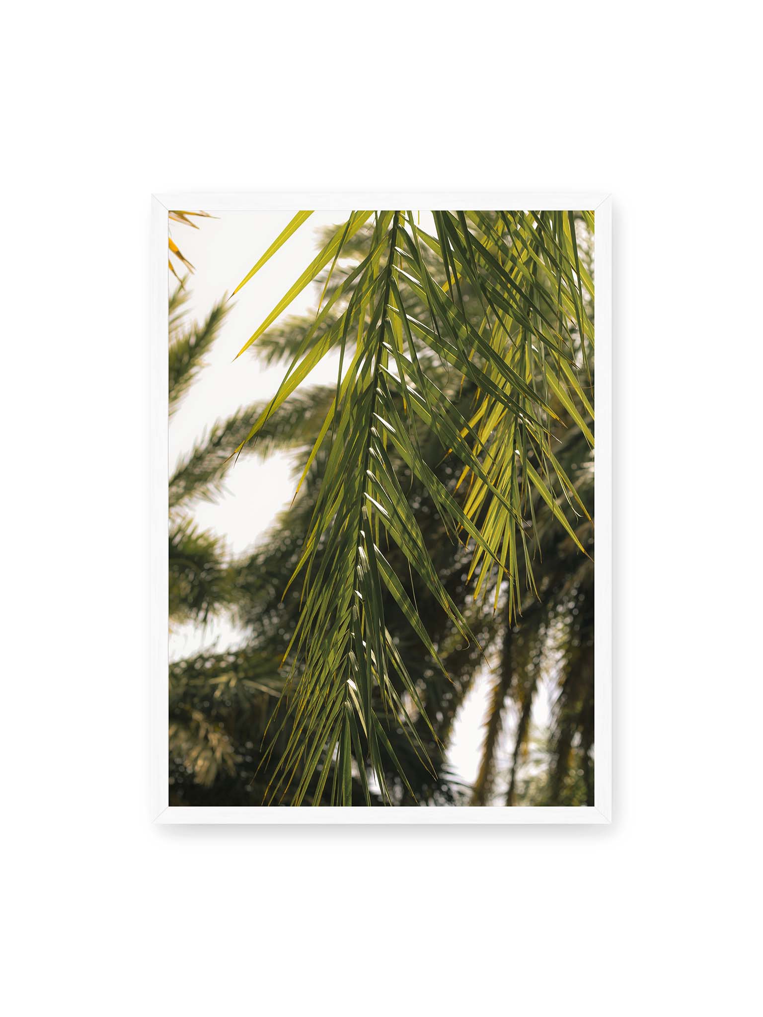 50x70 cm, weißer Rahmen – Sonnenlicht durchzieht feine Palmblätter, deren Linien sich tropisch überlagern