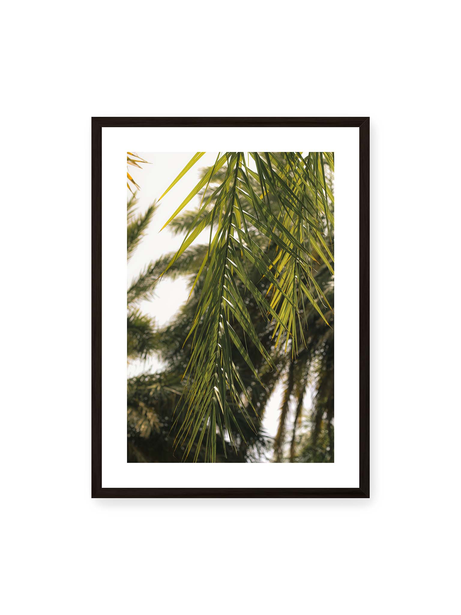 50x70 cm, weißer Galerie-Rand, schwarzer Rahmen – Sonnenlicht durchzieht feine Palmblätter, deren Linien sich tropisch überlagern