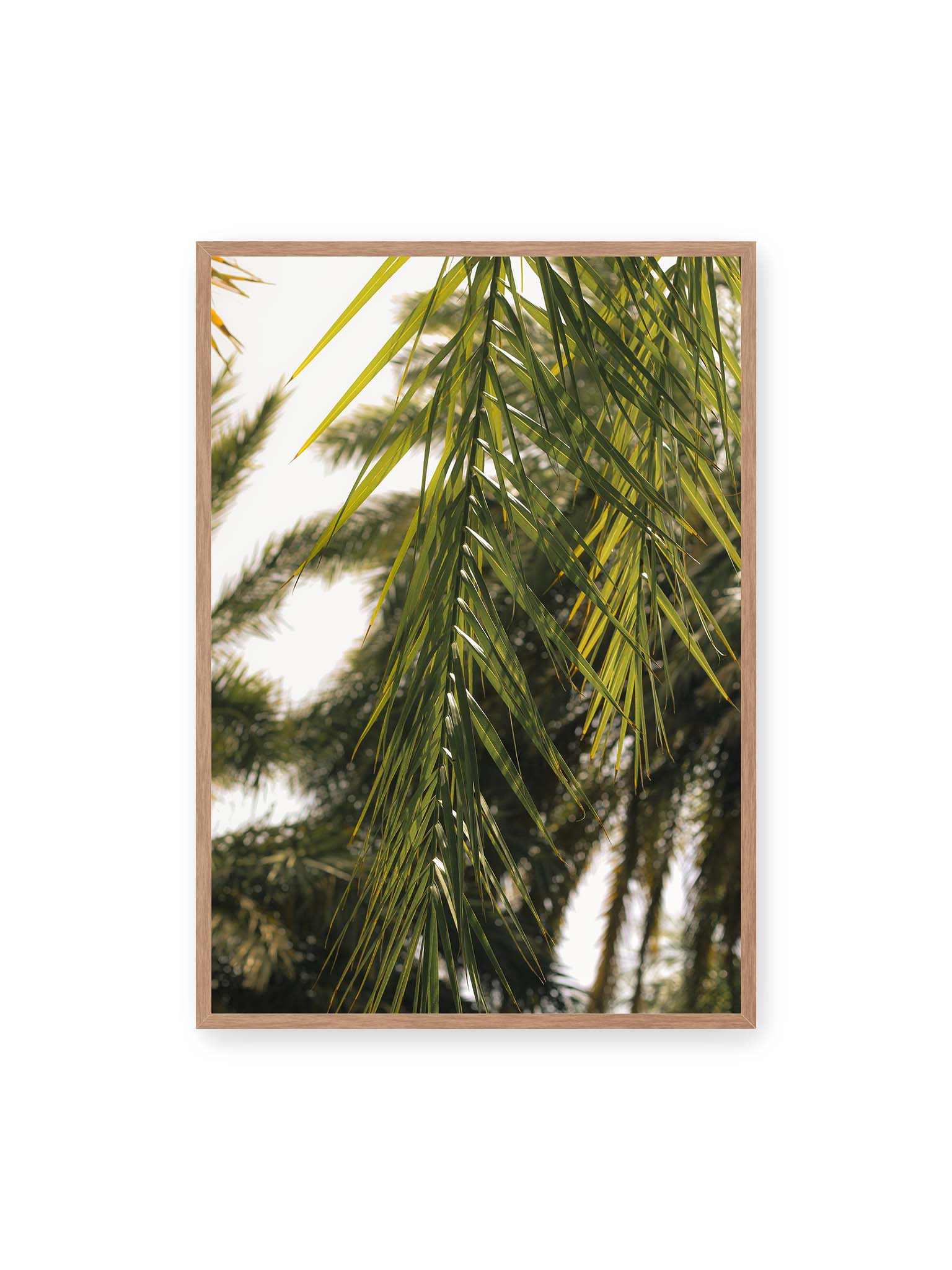 70x100 cm, Eichenrahmen – Sonnenlicht durchzieht feine Palmblätter, deren Linien sich tropisch überlagern