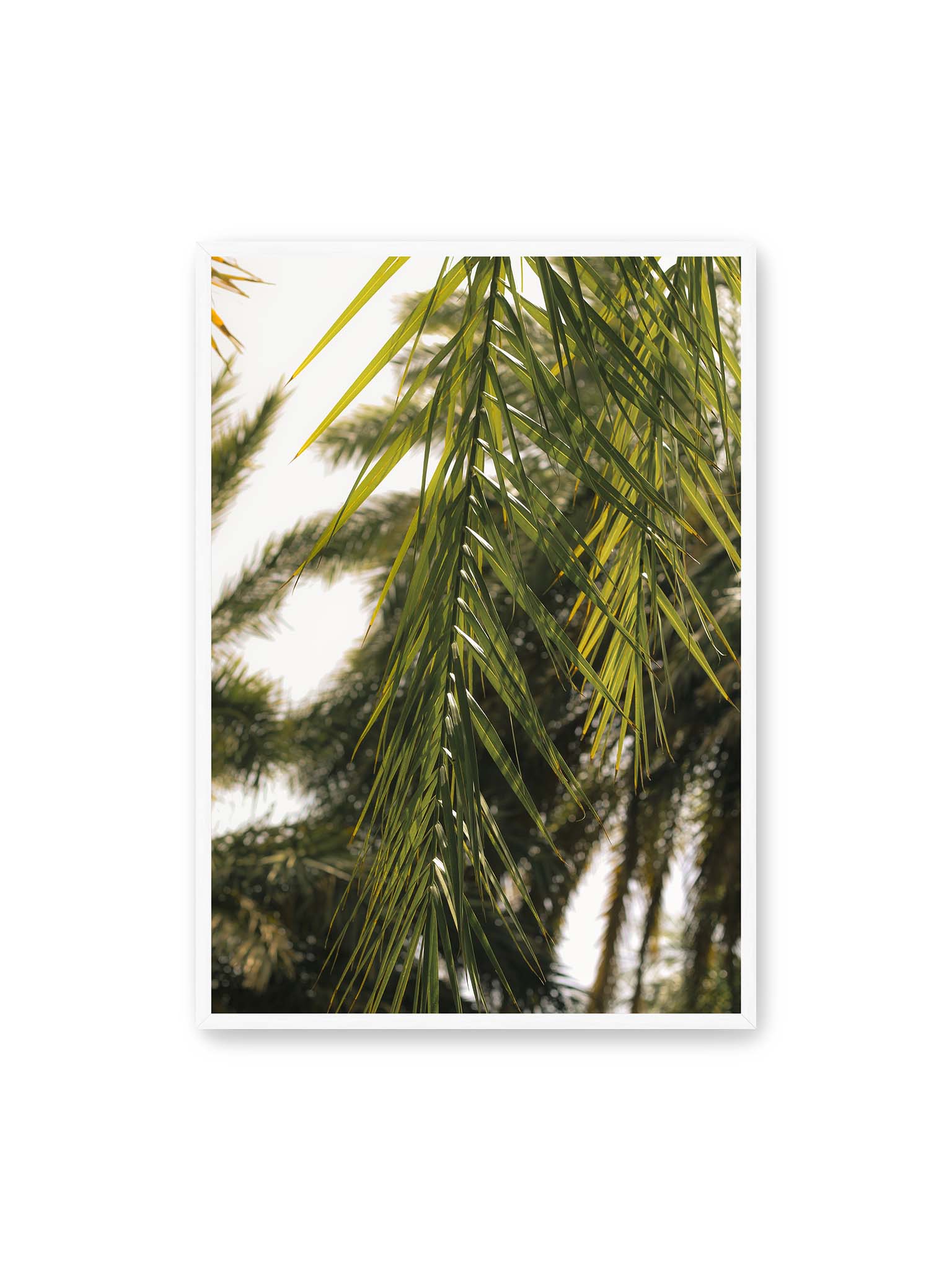 70x100 cm, weißer Rahmen – Sonnenlicht durchzieht feine Palmblätter, deren Linien sich tropisch überlagern