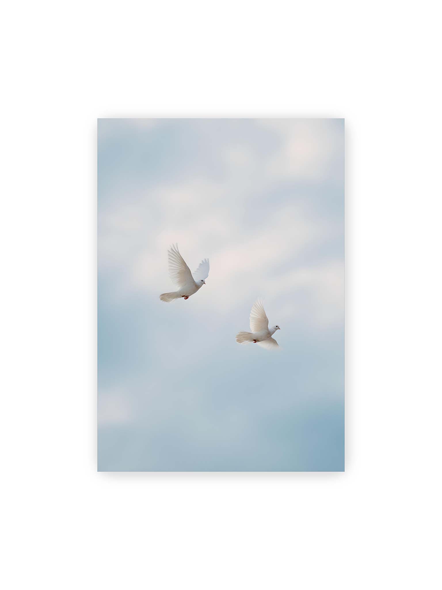 70x100 cm – Zwei weiße Tauben fliegen synchron durch einen hellen, leicht bewölkten Himmel.