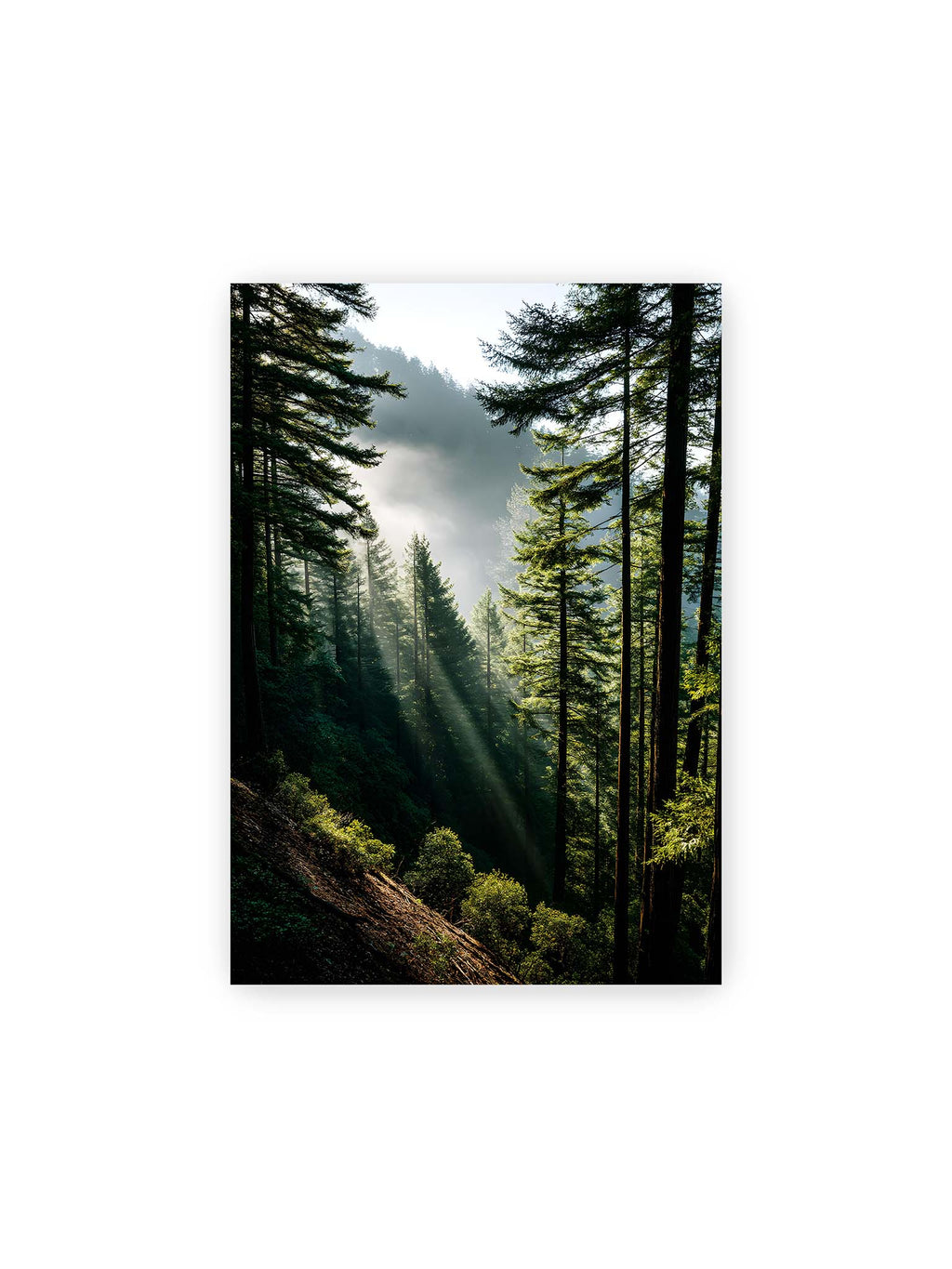 21x30 cm – Sonnenstrahlen durchbrechen den Nebel eines Waldes und erleuchten den Boden mit magischen Lichtflecken.
