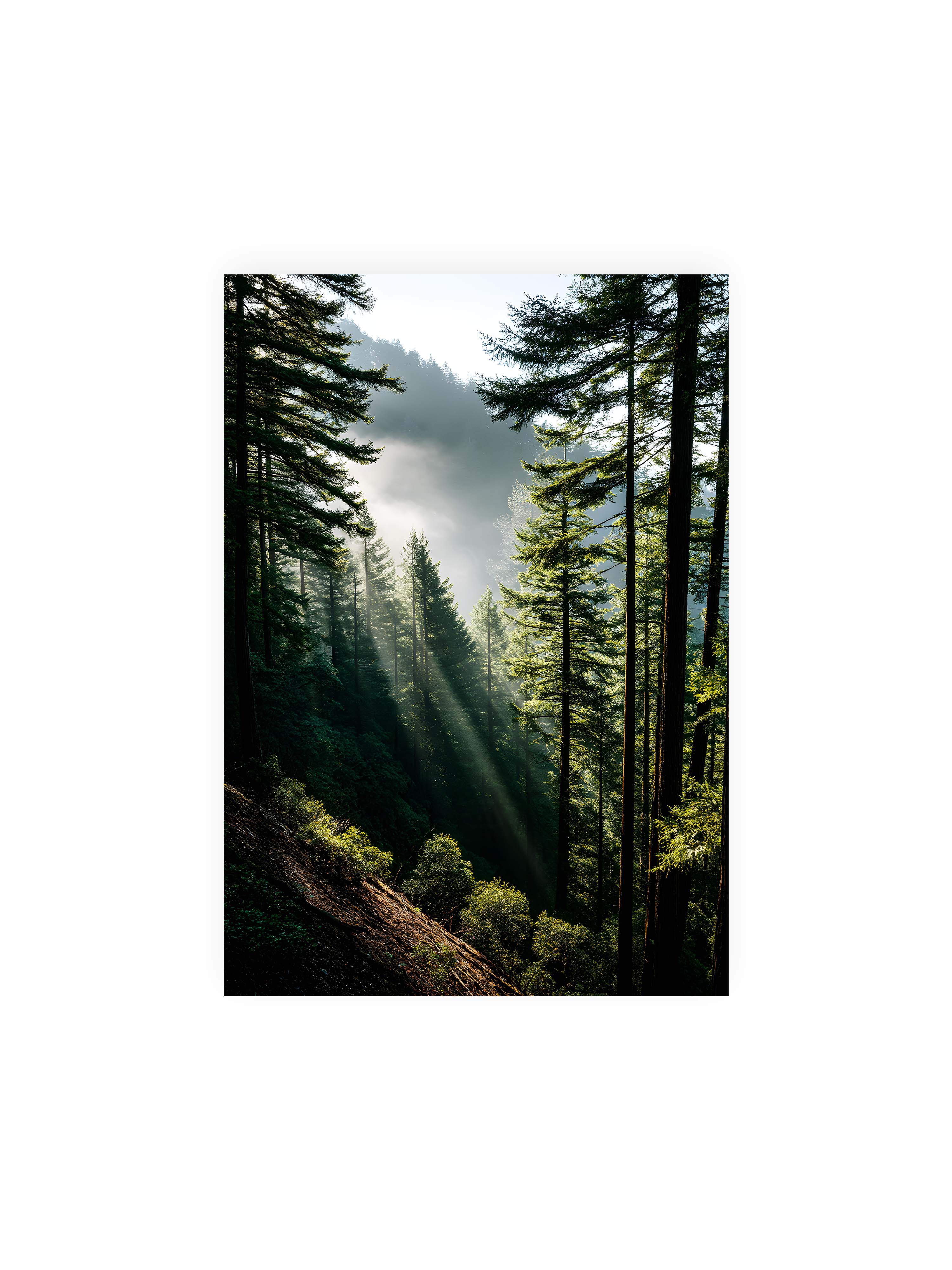 21x30 cm ohne Galerie-Rand ohne Rahmen – Sonnenstrahlen durchbrechen den Nebel eines Waldes und erleuchten den Boden mit magischen Lichtflecken.