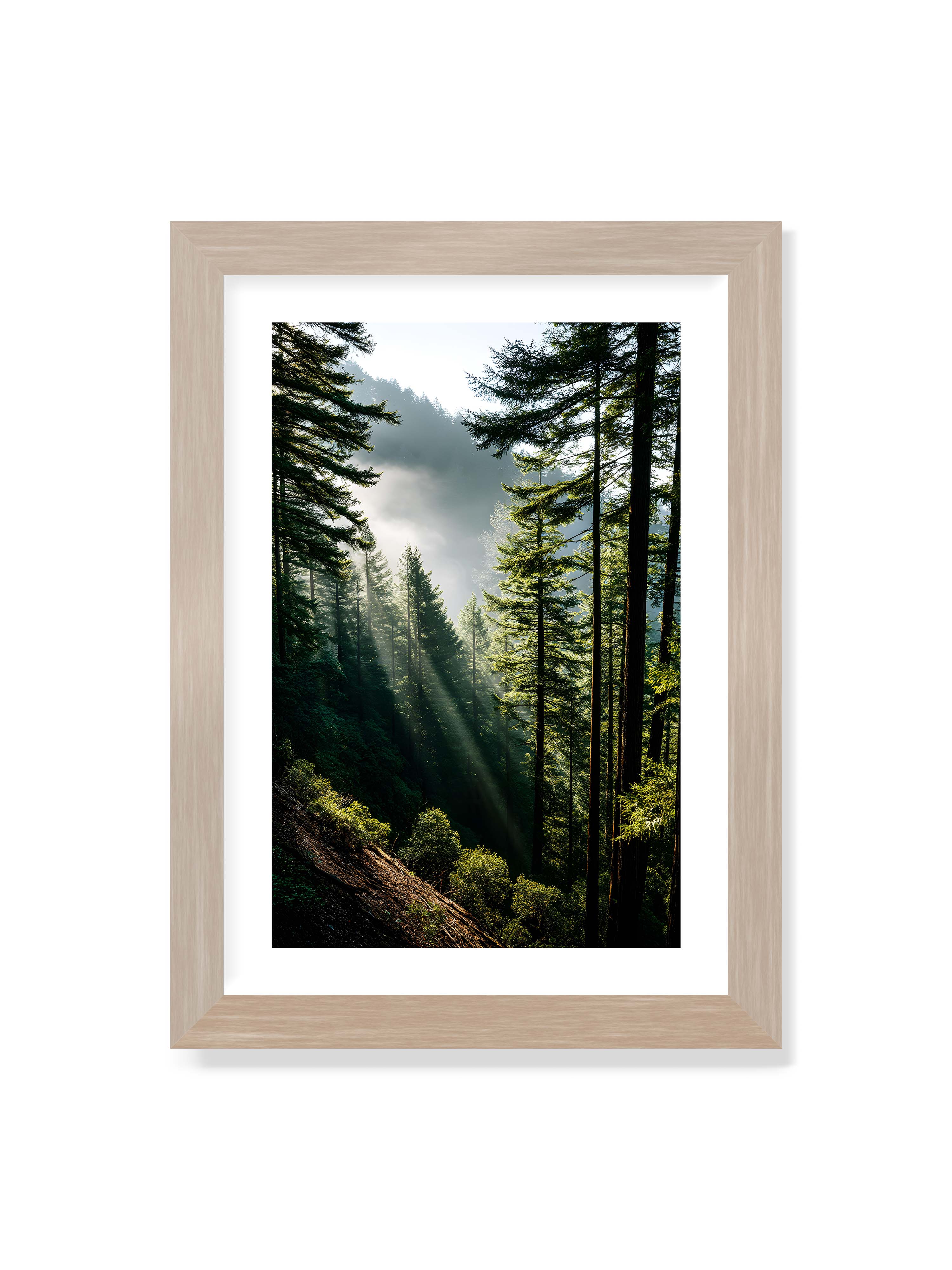 21x30 cm mit weißem Galerie-Rand im Eichenrahmen – Sonnenstrahlen durchbrechen den Nebel eines Waldes und erleuchten den Boden mit magischen Lichtflecken.