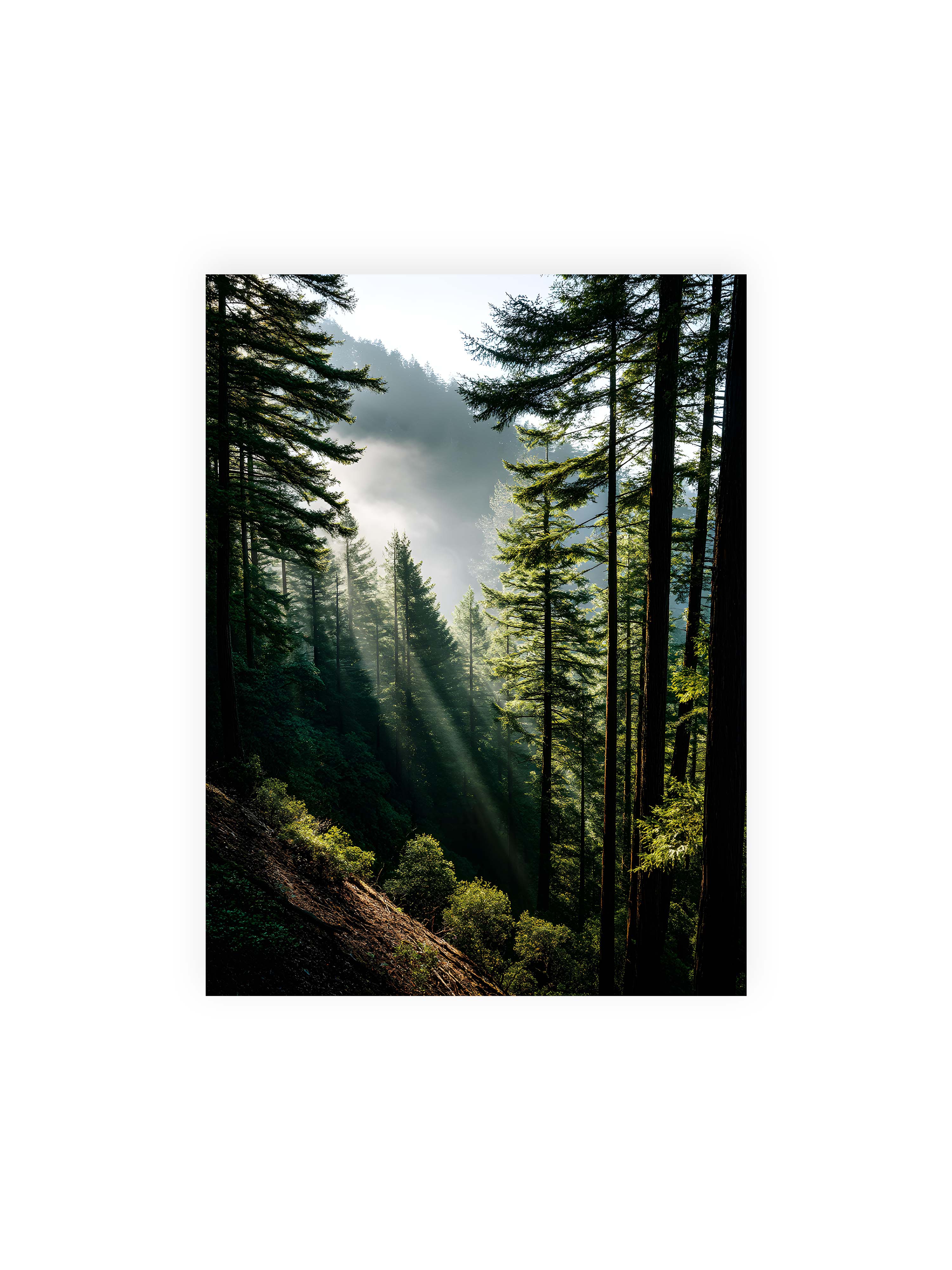 30x40 cm ohne Galerie-Rand ohne Rahmen – Sonnenstrahlen durchbrechen den Nebel eines Waldes und erleuchten den Boden mit magischen Lichtflecken.